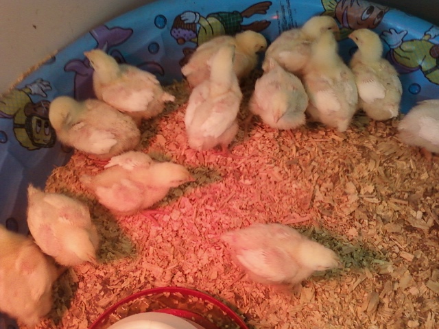 Meat peeps gettin fat!