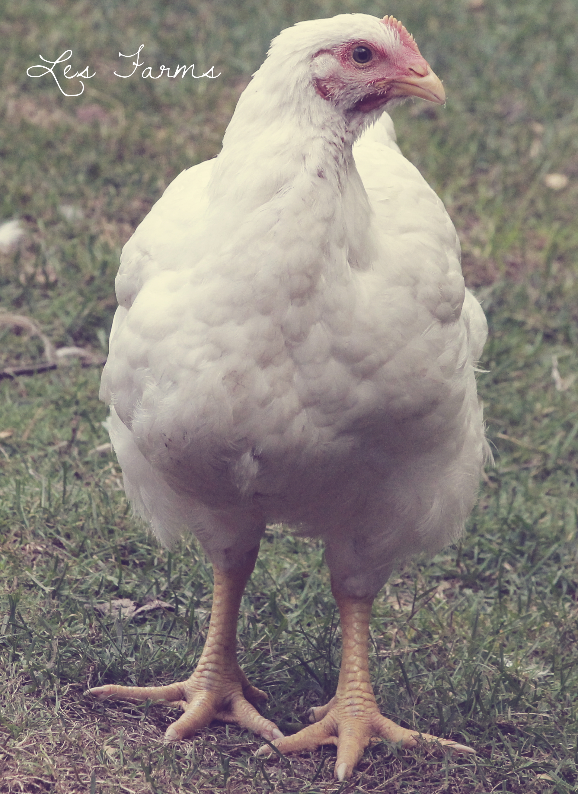 Meatie pullet - 8 weeks