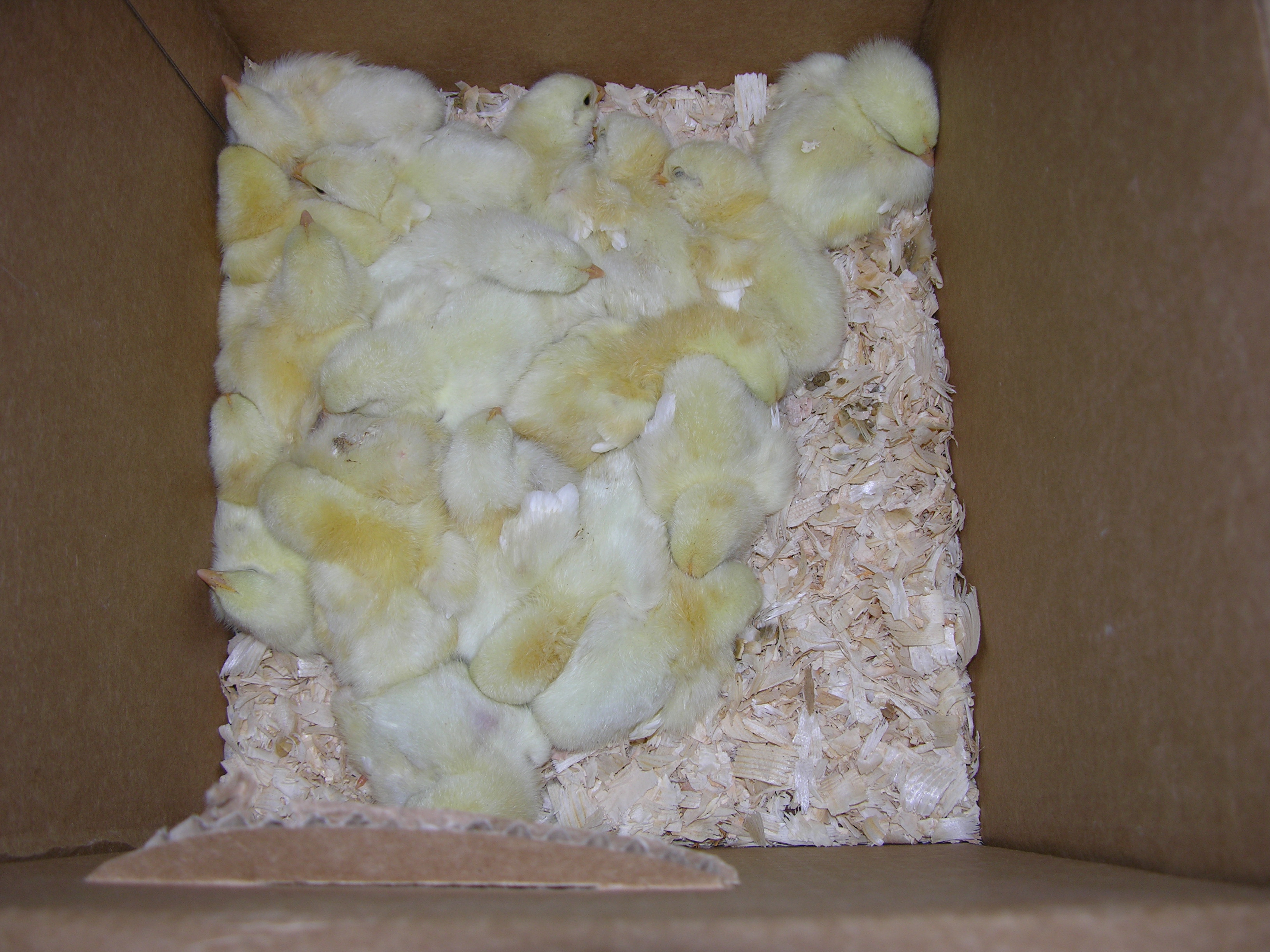 Meaties Day One