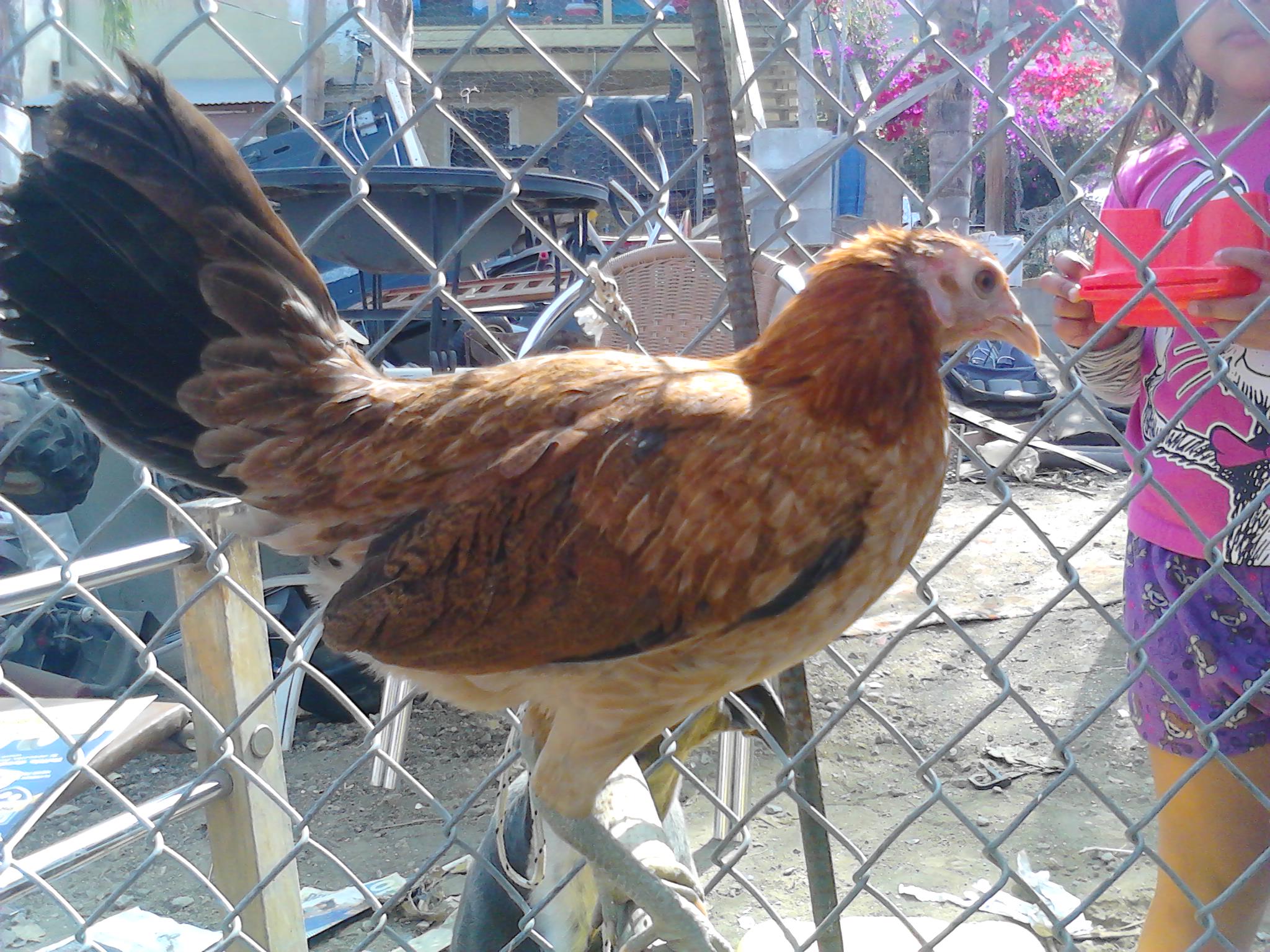 Medium sized game hen I got at a pet store out here in east los.