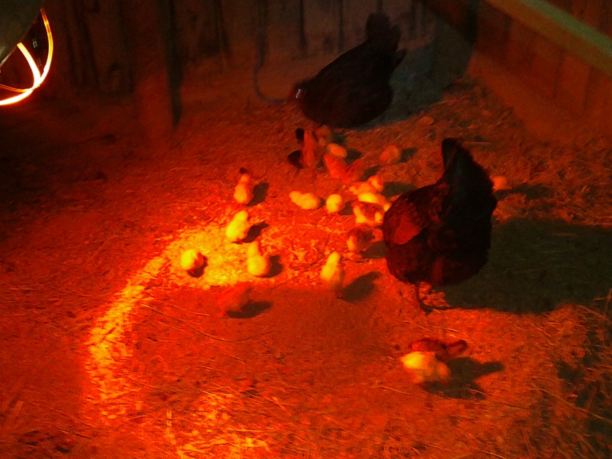 Meenie and Minie's babies. picture taken November. Meenie was found on a nest in our neighbors hay barn! Had fun catching em all amd moving them to the shed...lol
