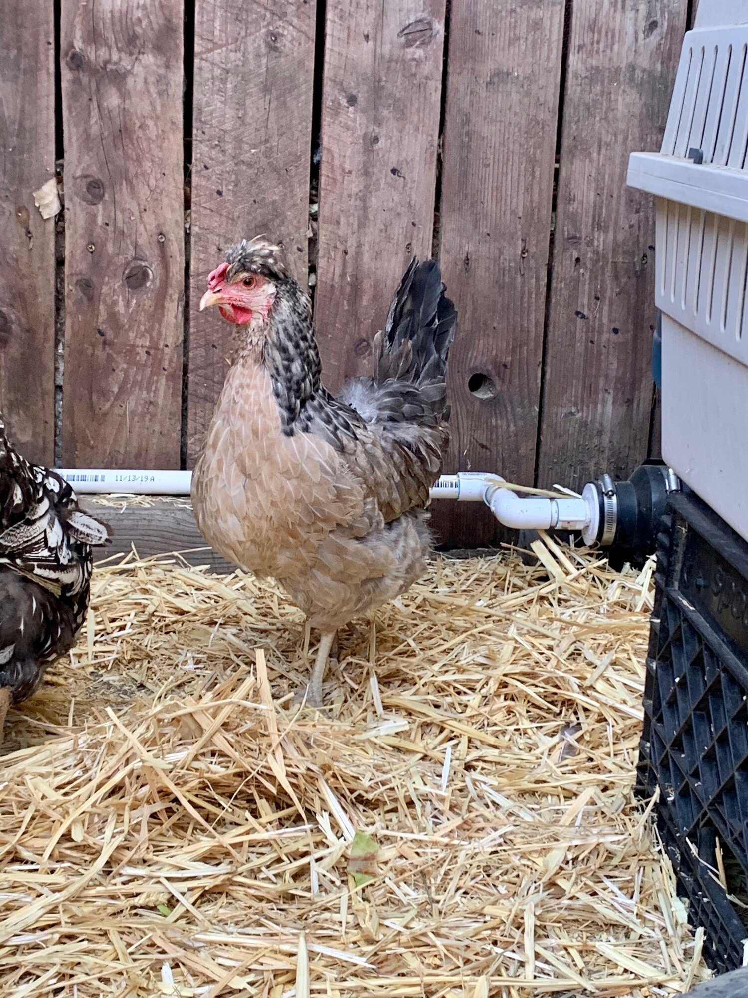 Meet Chicken Deluxe!