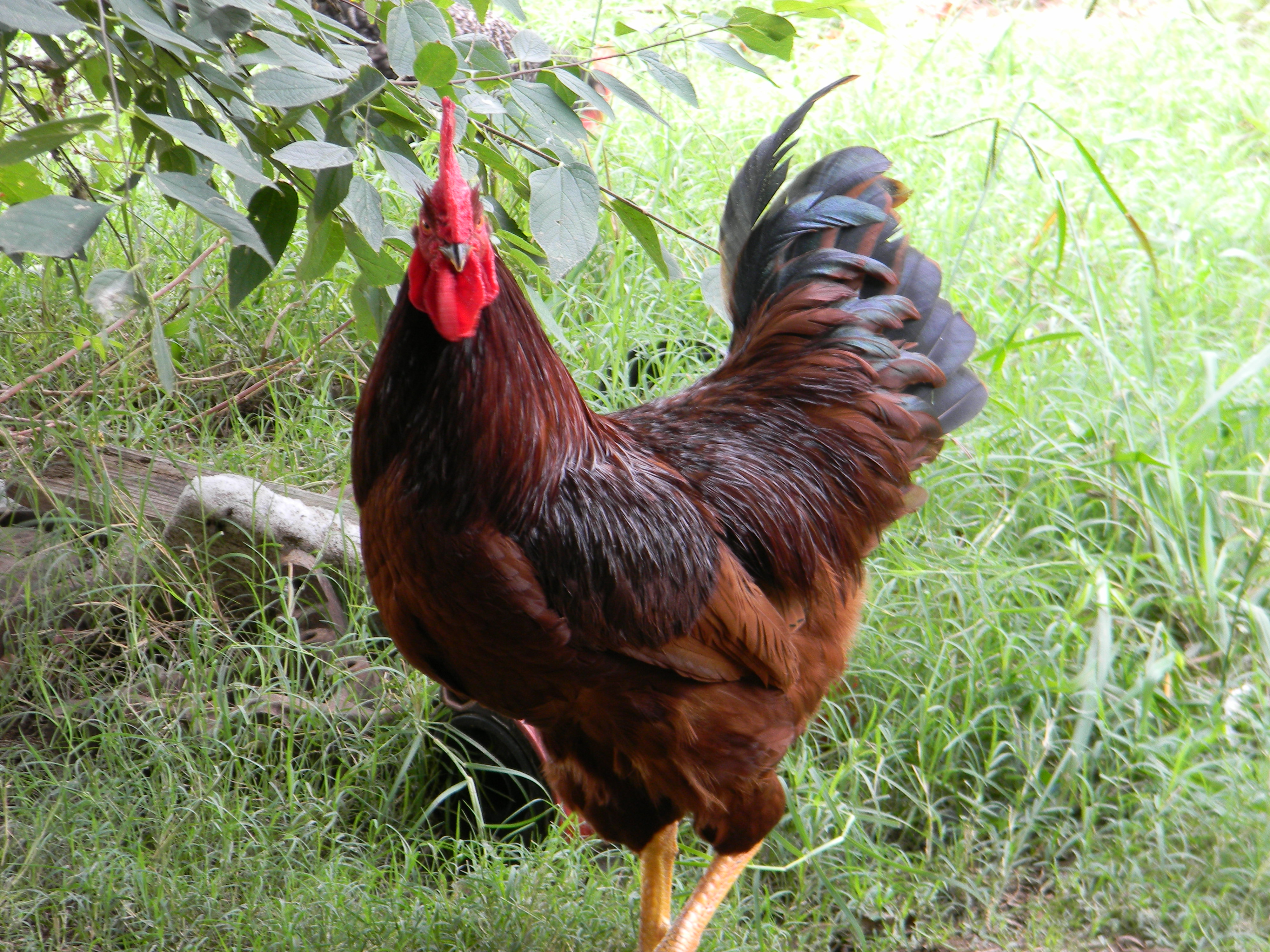 Meet Earnhardt, Jr. And you thought he was only found at the race track.