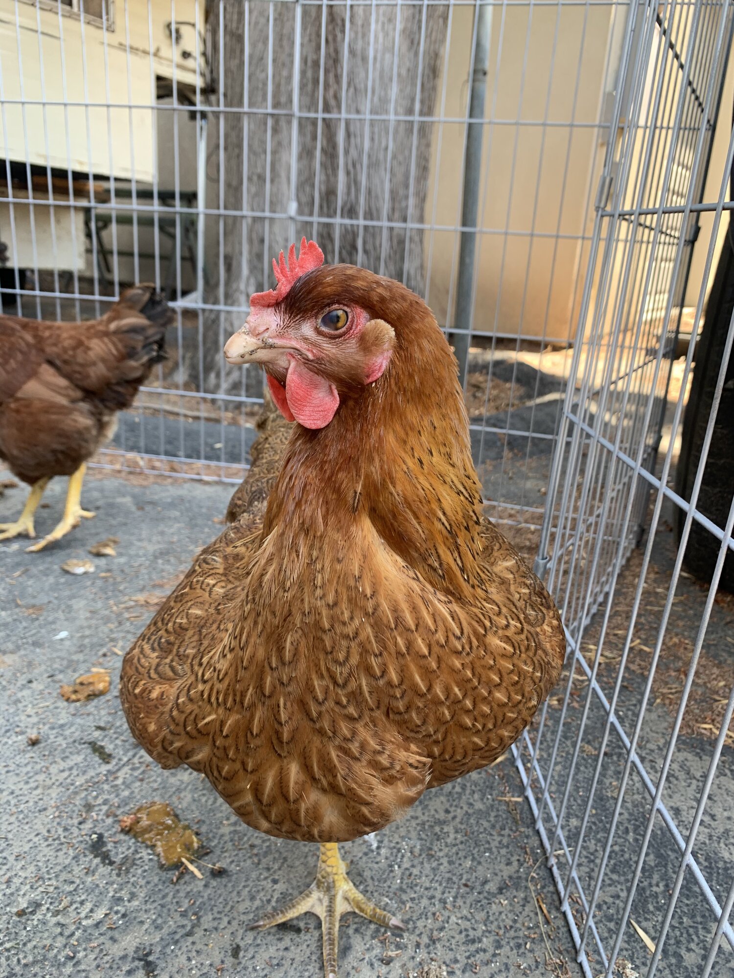 Meet Extra Crispy chicken!