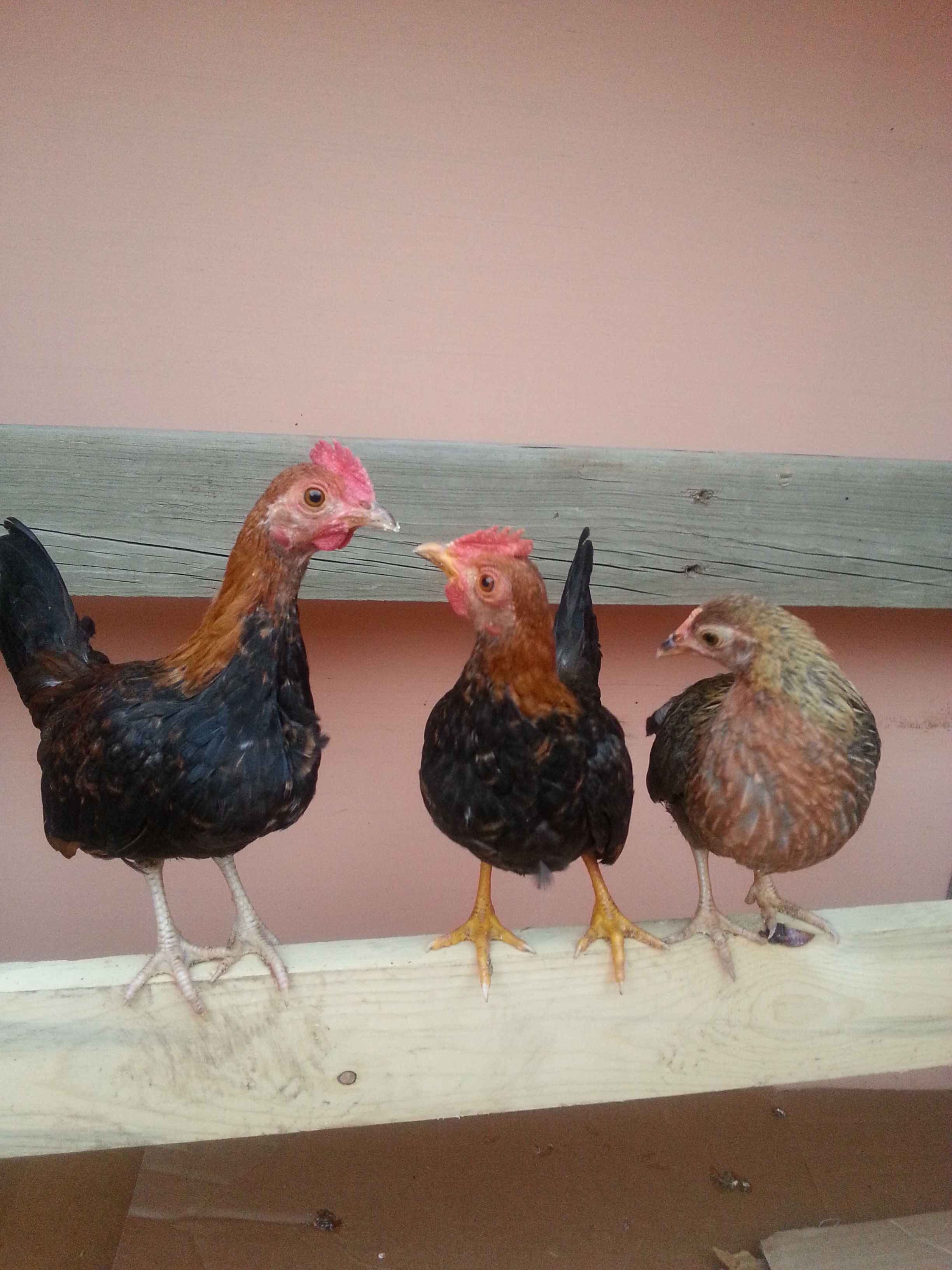 Meet, from left to right, Giblet, Nugget and Drumstick. They're or first chickens. They're just Bantams but I'll be adding a few full size layers soon.