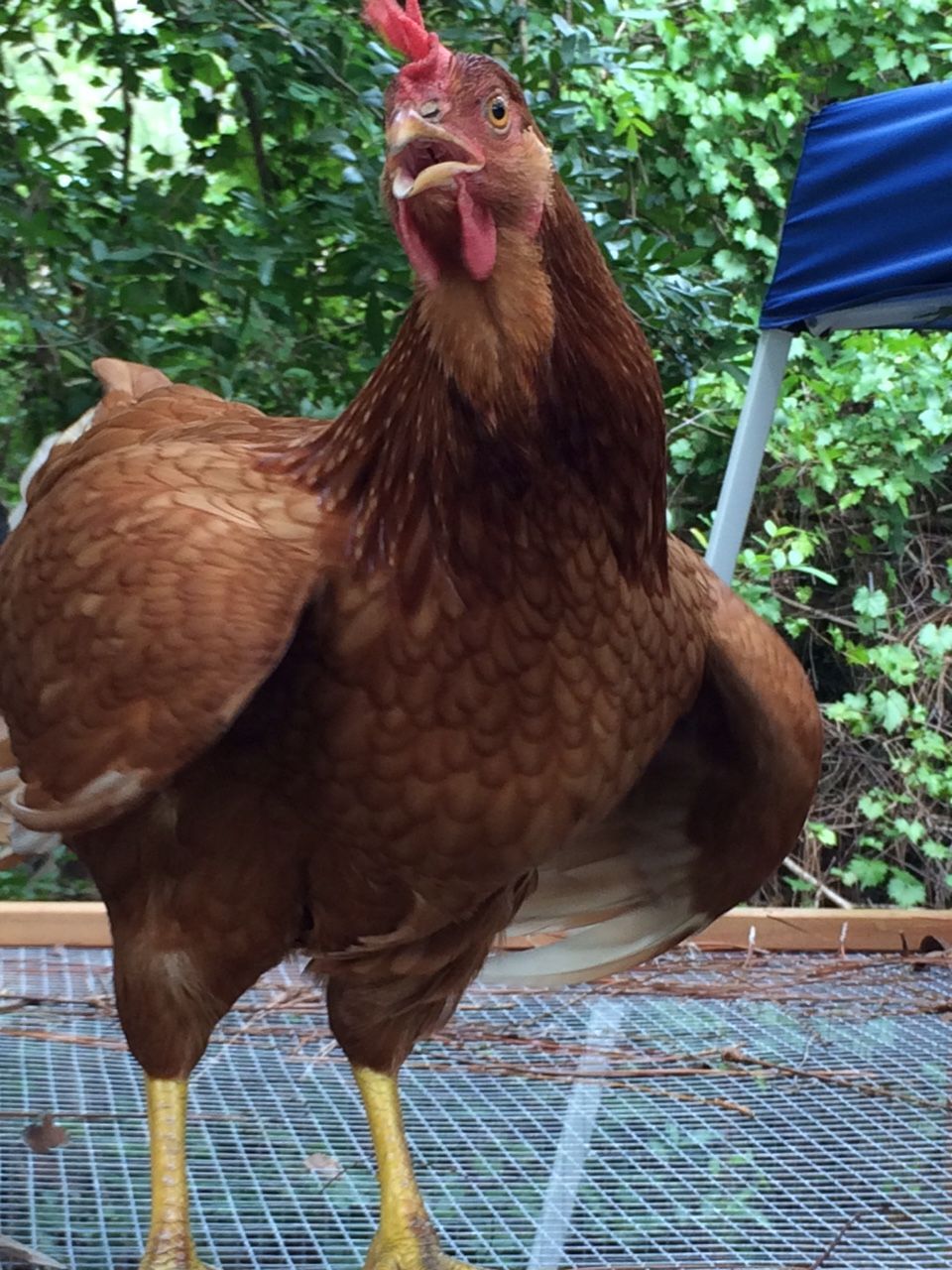 meet Ginger