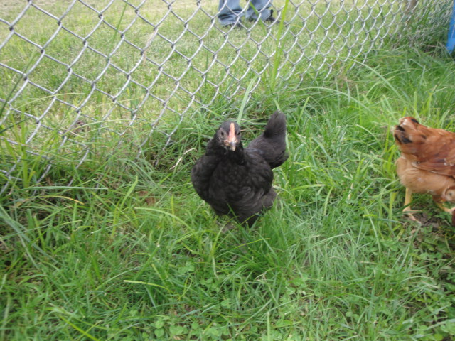 Meet Isabelle. She is a Black Copper Maran.