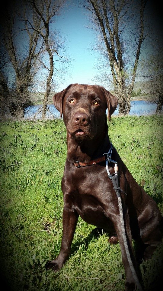 Meet Jager.. Good looking pup if I do say so myself!