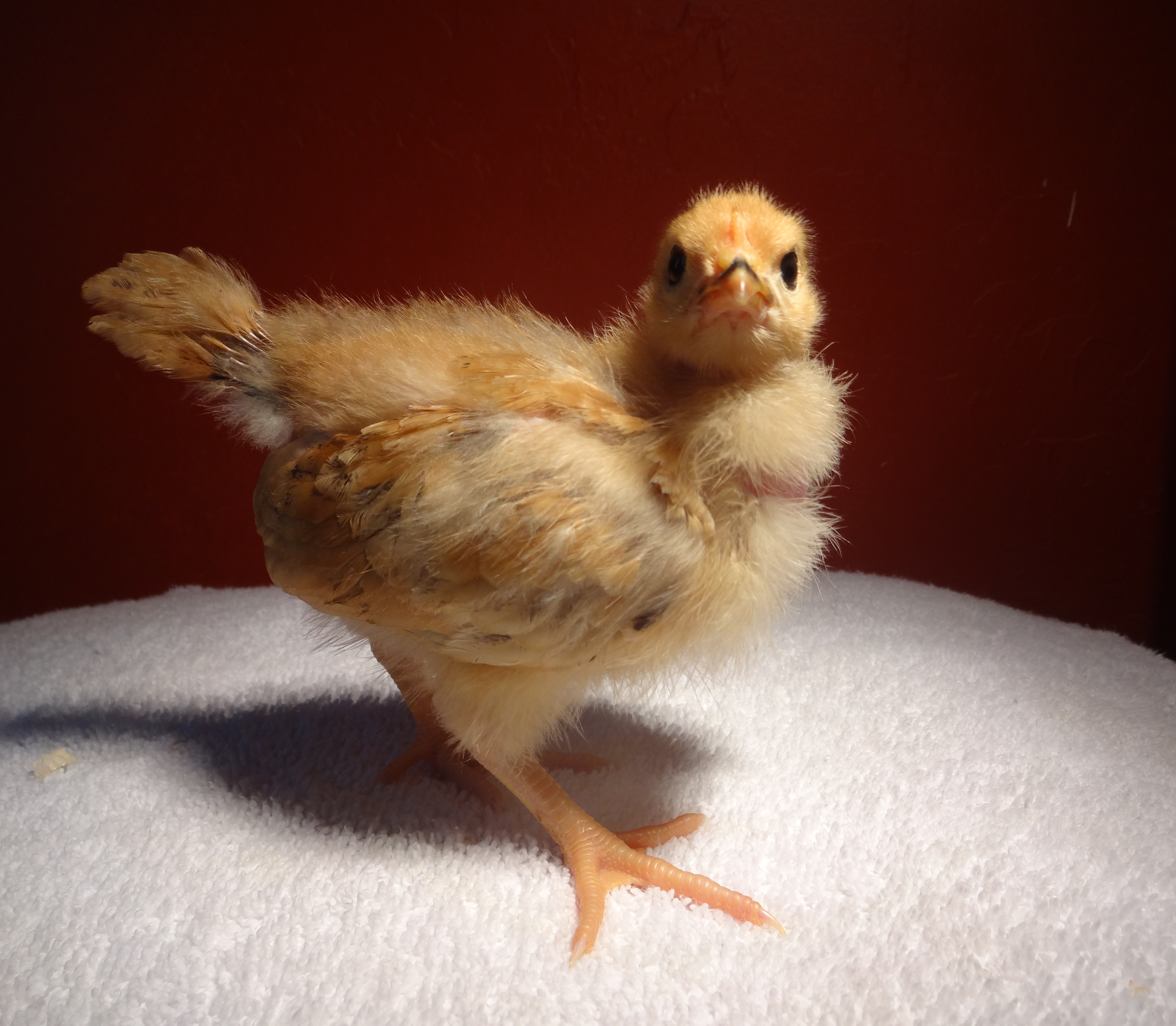 Meet my cute little Turken pullet, Marilyn Anabelle Diva Angel Monroe. She goes by Diva regularily. Funny enough, and I didn't find this out until after I named her this, her initials spell MADAM.