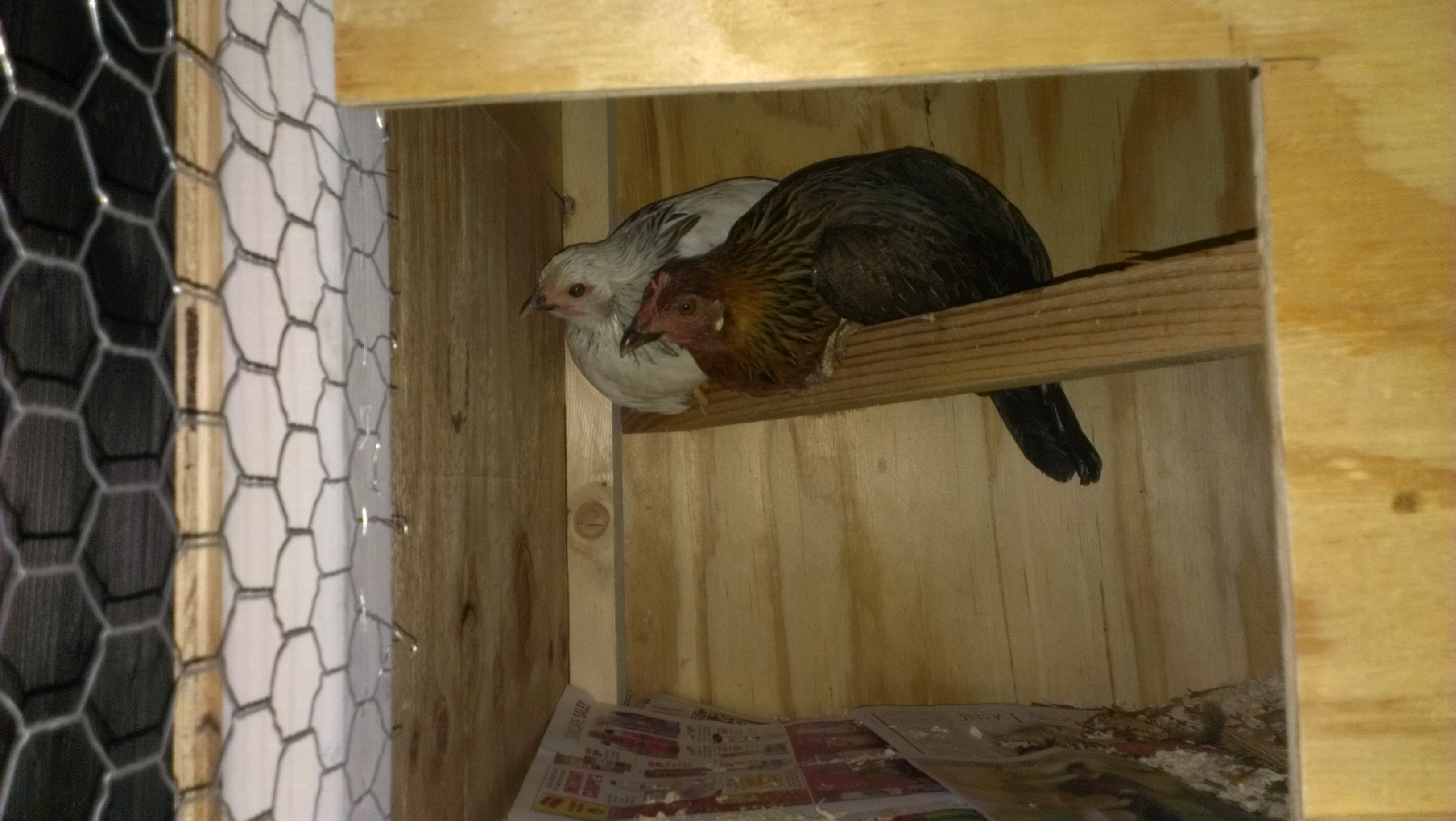 Meet my Delaware named Snow White and Brown Leghorn named Brownie. They are trying to sleep in this picture. I just got them yesterday, May 1,2013. They are 13 weeks old and they are my First two chickens. I can't wait for them to lay fresh organic eggs! :)