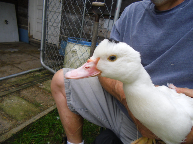 Meet my new addition to the duck family!  She's 2 months old, born June 15th 2014.  My SIL with small cell cancer whick is treatable but not cureable named her Puddle Duck!  How could I say no, so every time I see her, I think about my SIL!  And that's a good think!