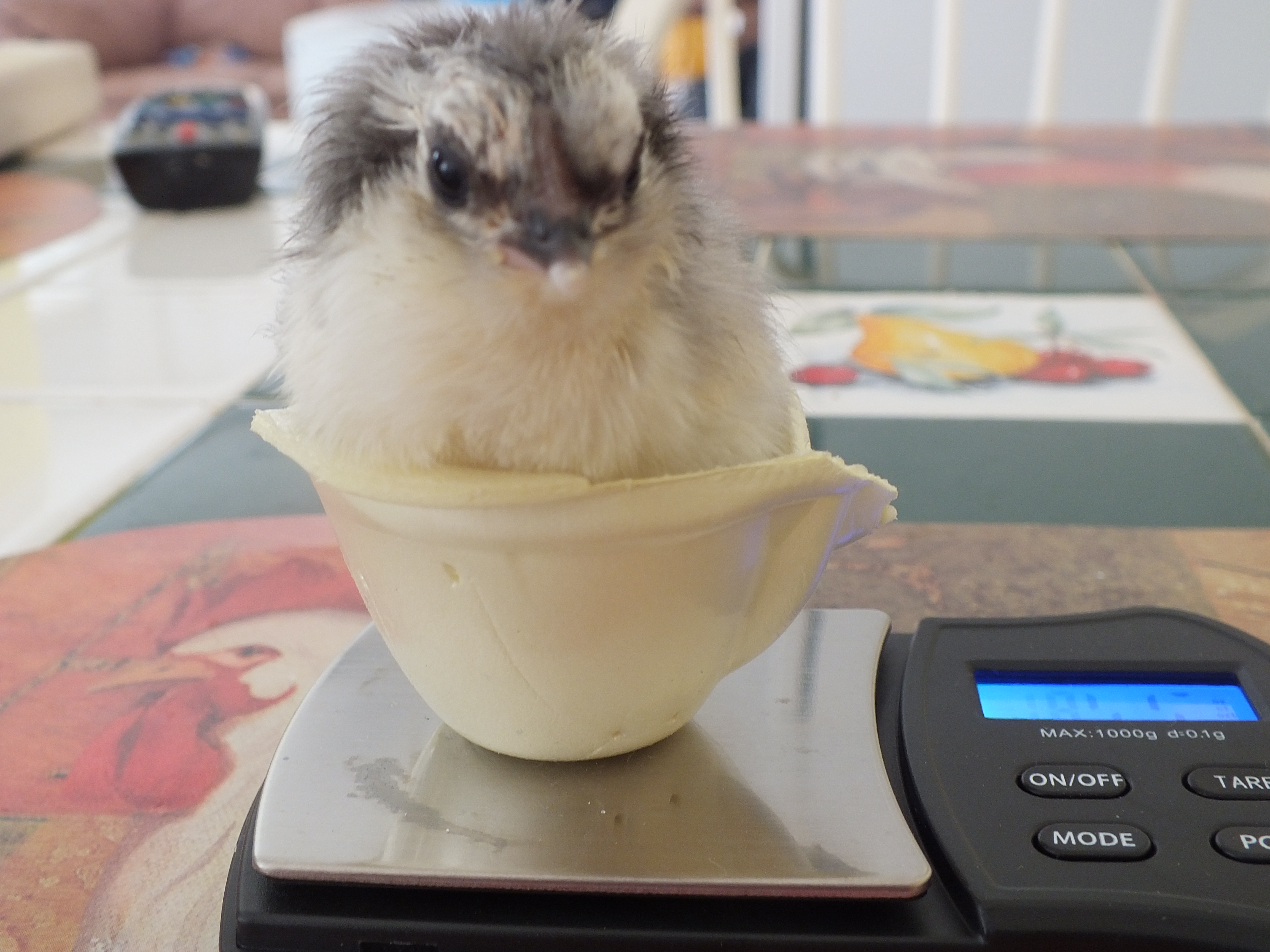 Meet my smallest chick ever. Her name is April. She is an EE and was hatched 2 days ago with my help. She has gained weight and weighs 26 grams! She is a feisty little thing too. Thinks she is as big as her siblings. Too cute.