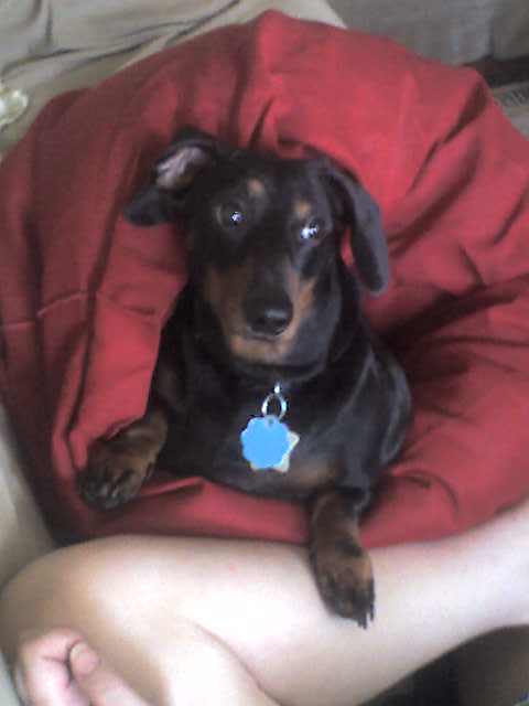 meet Ozzy my 4 year old mini dachshund. I also have a doxie/shepherd mix. Yes you read that right. She is a rescue.Owner of her mom said they couldn't sell the puppies and turned all 5 of them over to the pound. She was the only female.