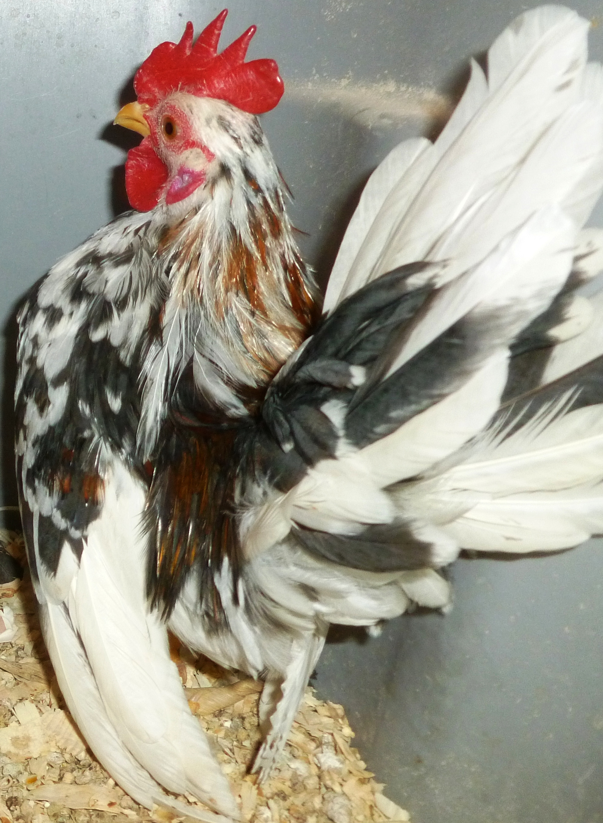 Meet Ping, a Micro 7.2 ounce "paint" serama...mottled with paint millie...Soon to be introduced as a breeder. 2012 Cockriel.