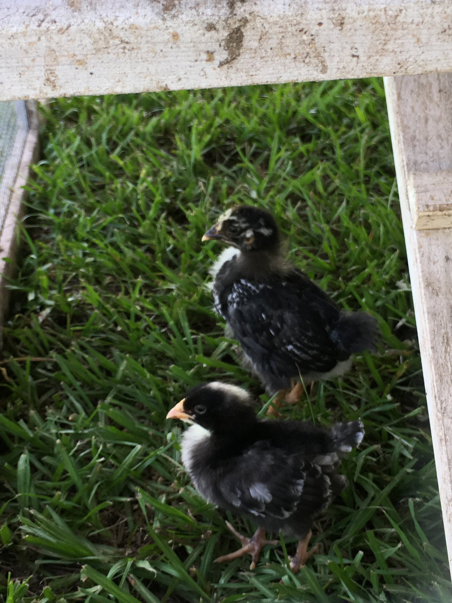 Meet Prue and Peri