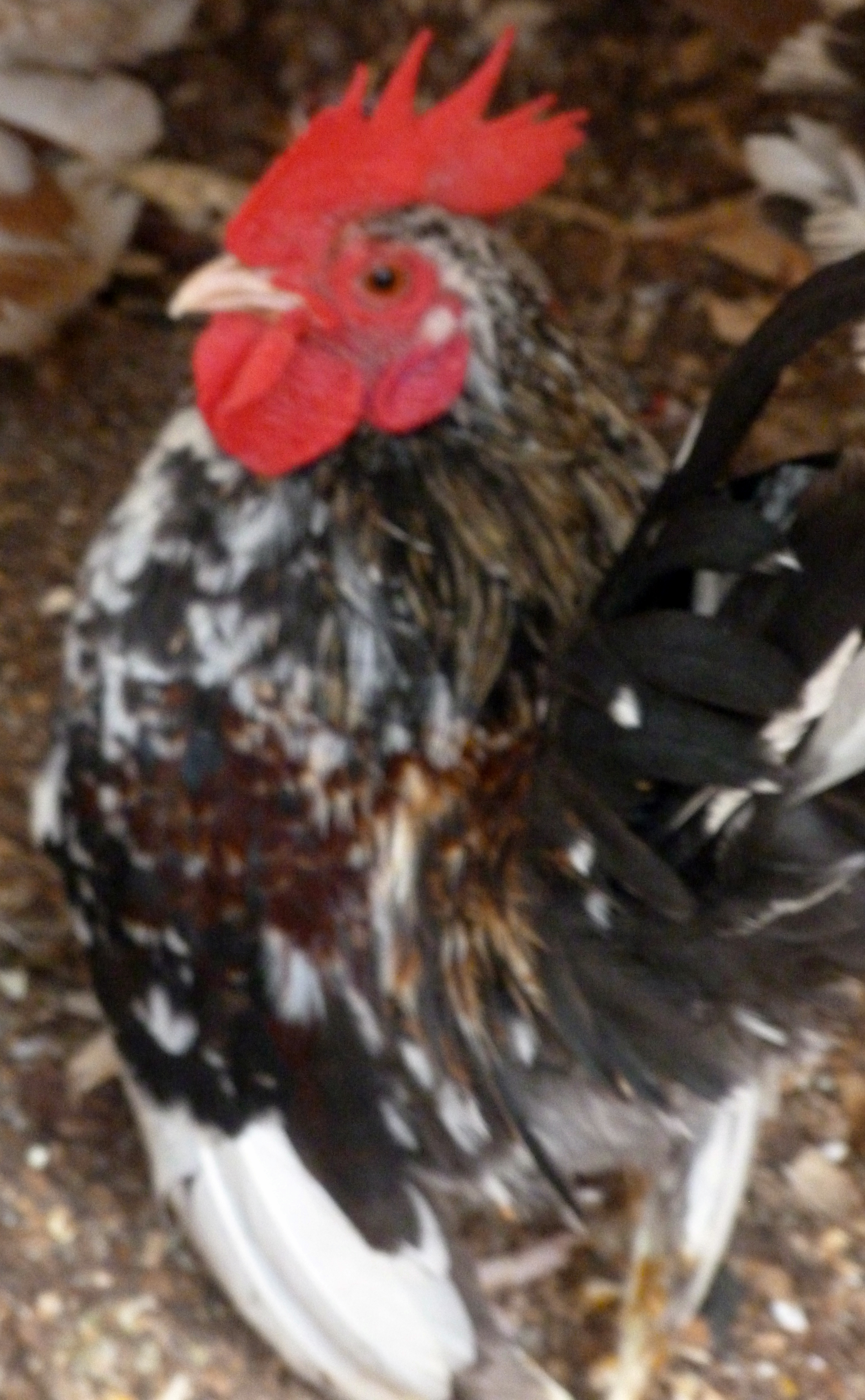 Meet Rosco, he heads the first round of 2016 as of today he has 4 chicks on the ground and 10 growing in the machine. He is amazingly small, and can pose like the best of them, we are using him for his "No Back" and "Micro" class traits. He is over 12 hens.

This is not our roo, he was bought as an egg from the "Campbell" line, that we have been amazingly impressed with, and as you can see we are heading him over the coop, giving us several nice genetic pairings. Hatched and Raised by McDonald, bred by Campbell.