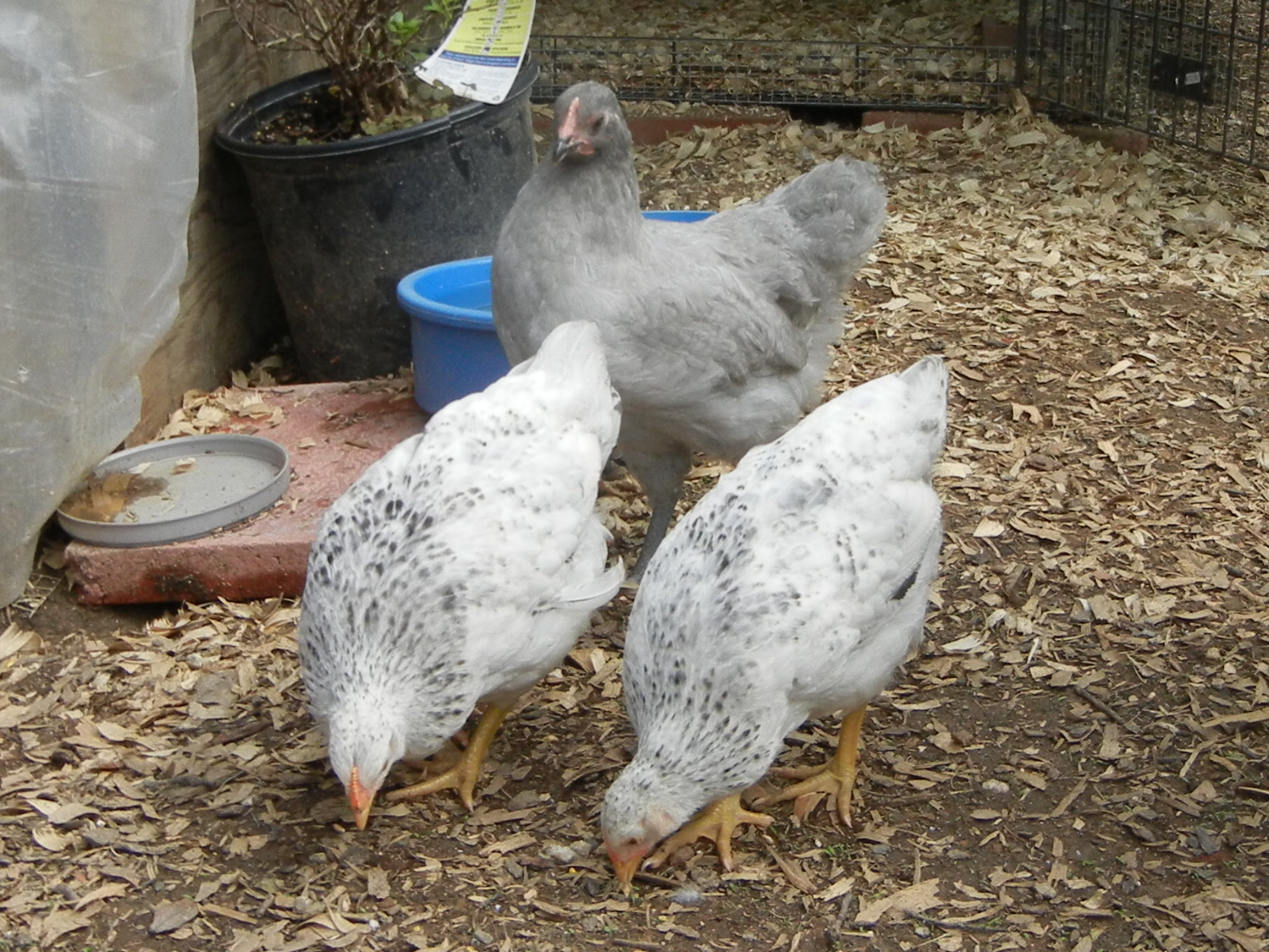 Meet Selene & Astrid, my 2 Delawares and
Phaedre my Lavender Orpington