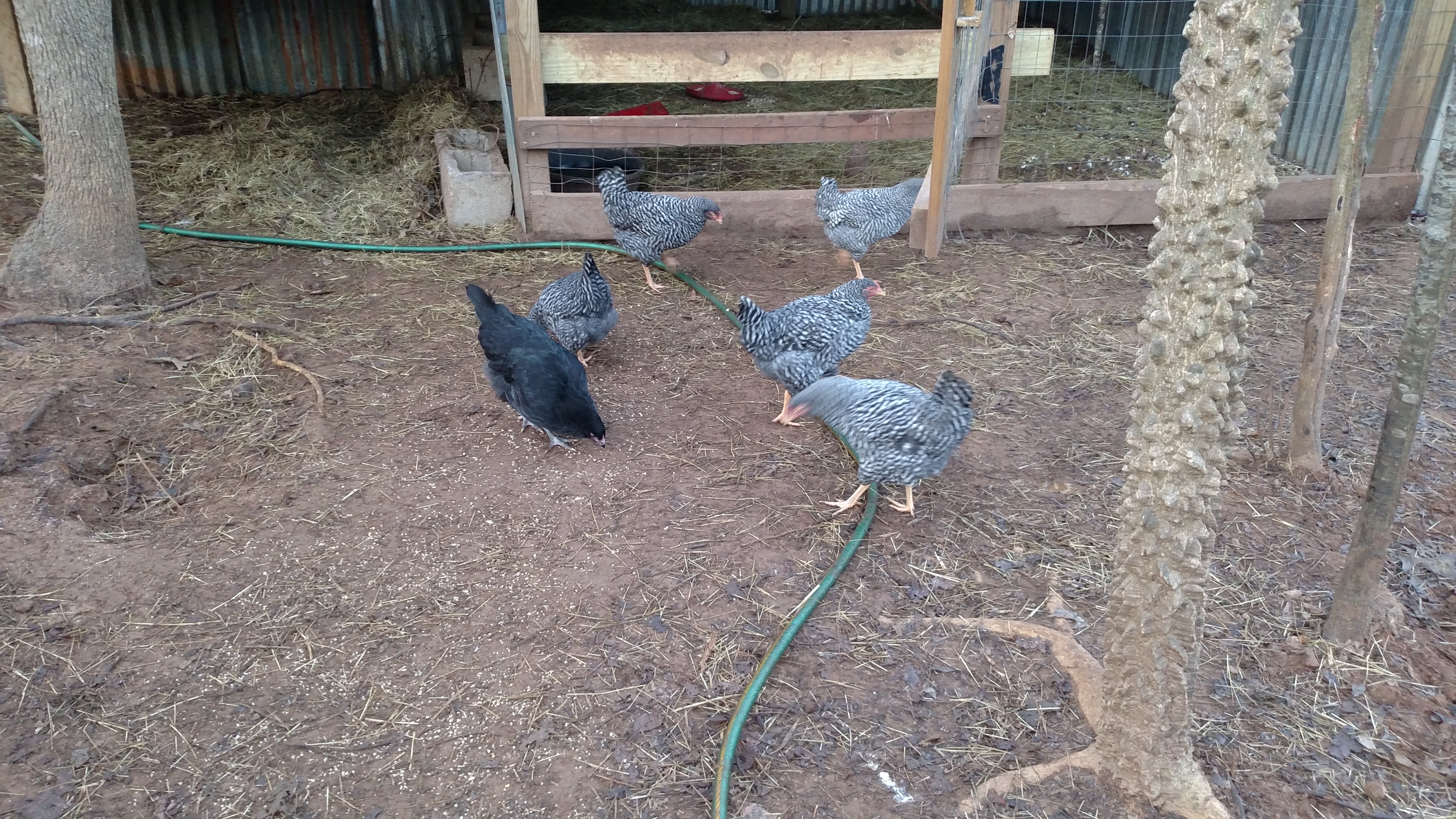 Meet the checker peckers!  They are about 5 months old.  Got them as babies from Atwoods.  Had 7.  Lost one 2 weeks ago - not sure why..