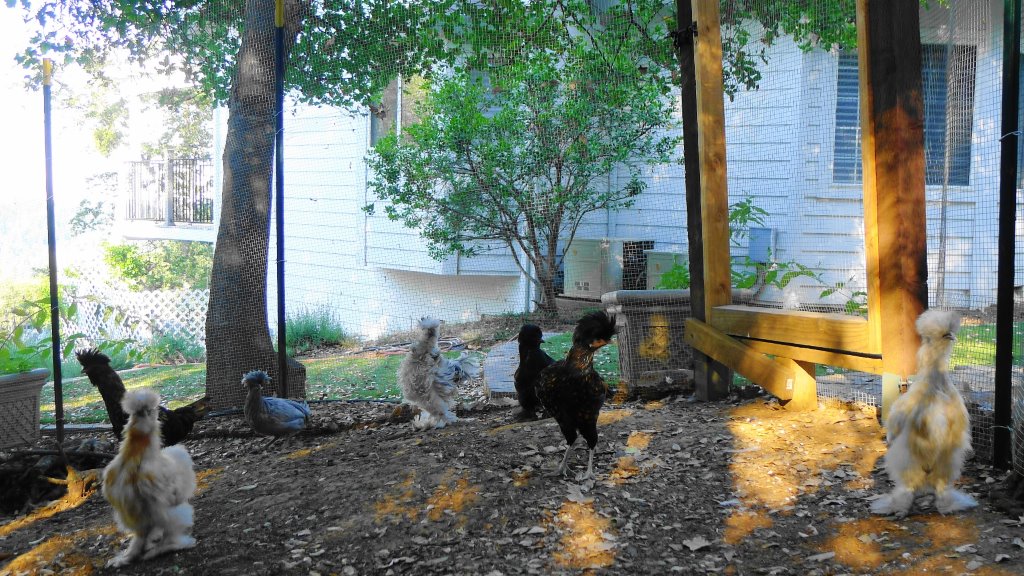 Meet the crazy bunch...from left to right: Henry silkie roo, Heather polish, Lily polish, Roo Roo silkie roo, Carly silkie, Esther polish, & Portia silkie