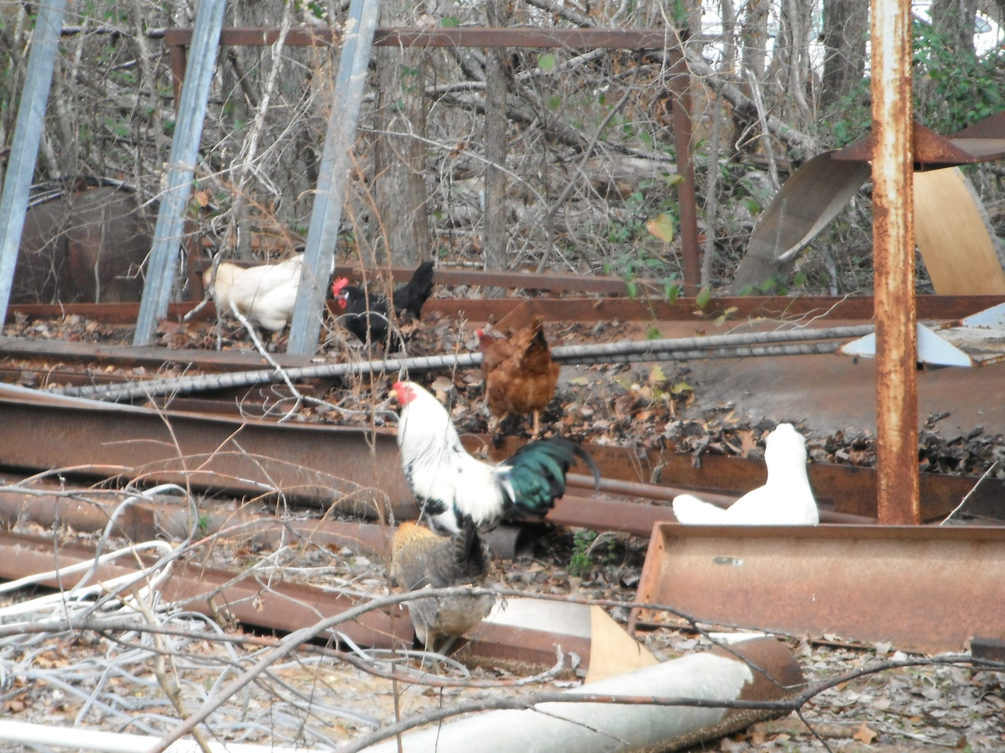 Meet the flock pic one.