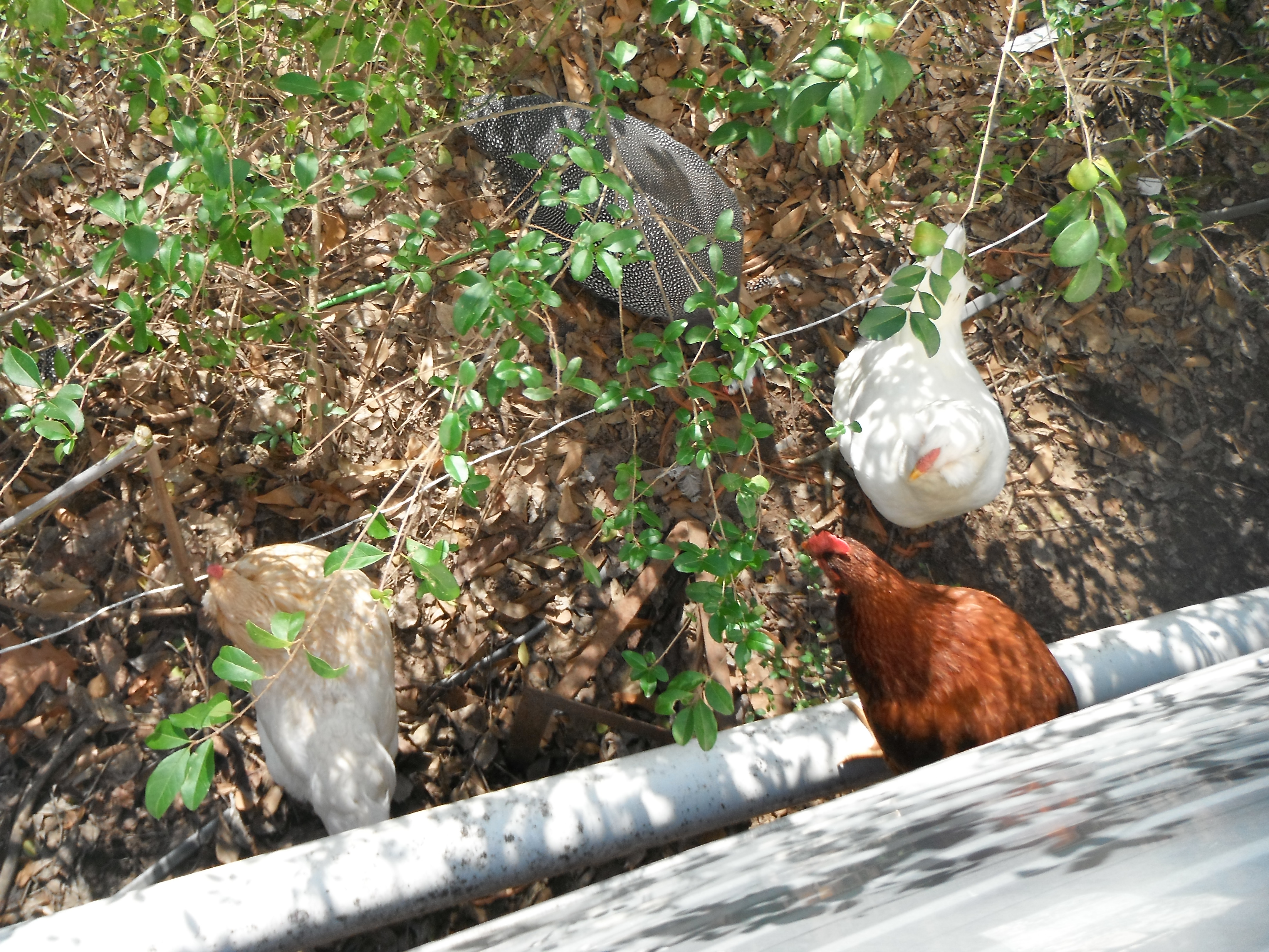 Meet the flock (pic tooken as pic two).