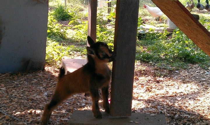 Meet the newest member of the crazy acre. This is Faunus. He was 3 days old in the picture. Yes he is standing next to a 2x4. He will stay small.