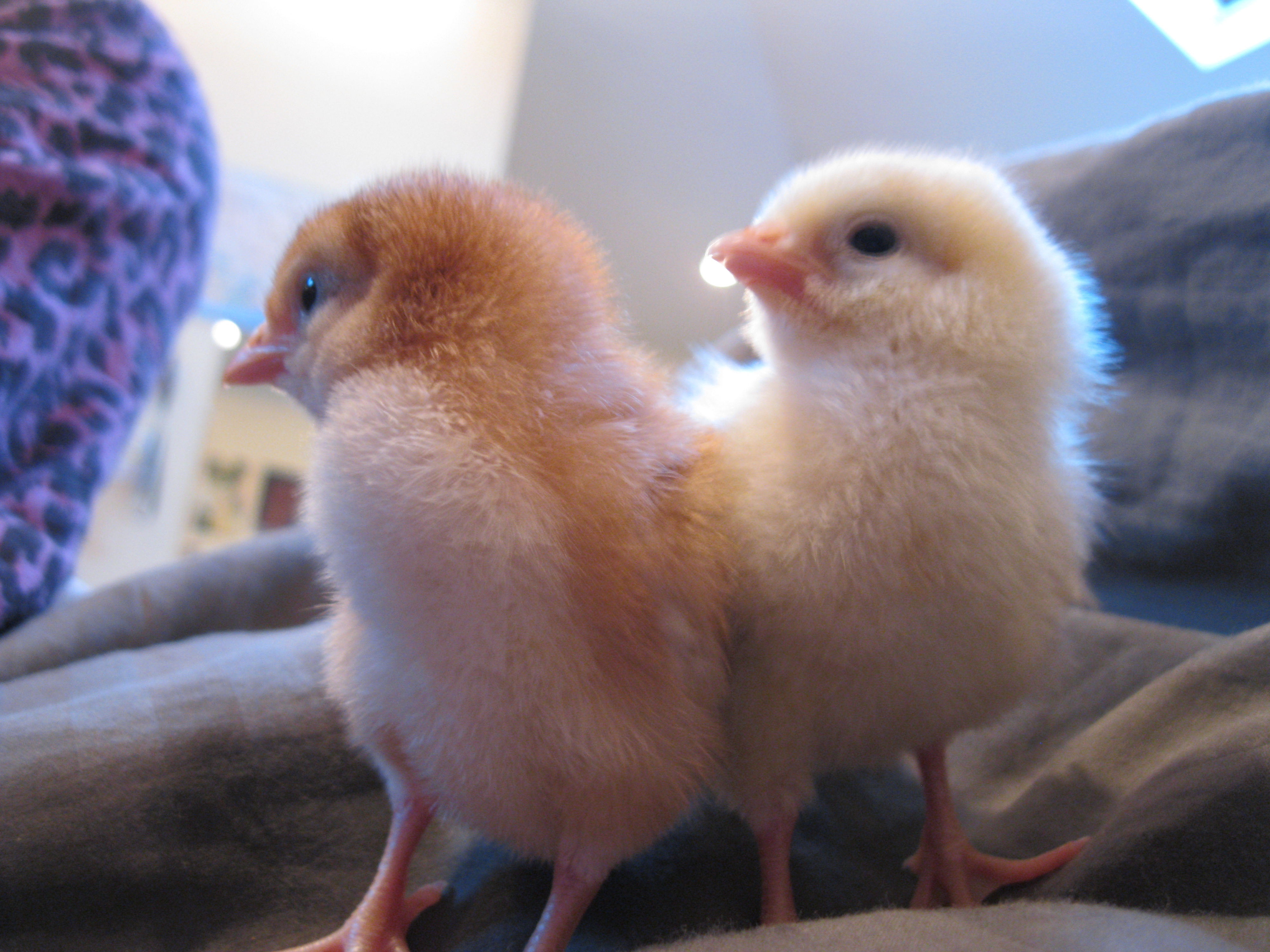 Meet the two newest additions to the flock. These girls don;t have names yet but they are a Rhode Island Red and a Delaware.  They are a day old here.
