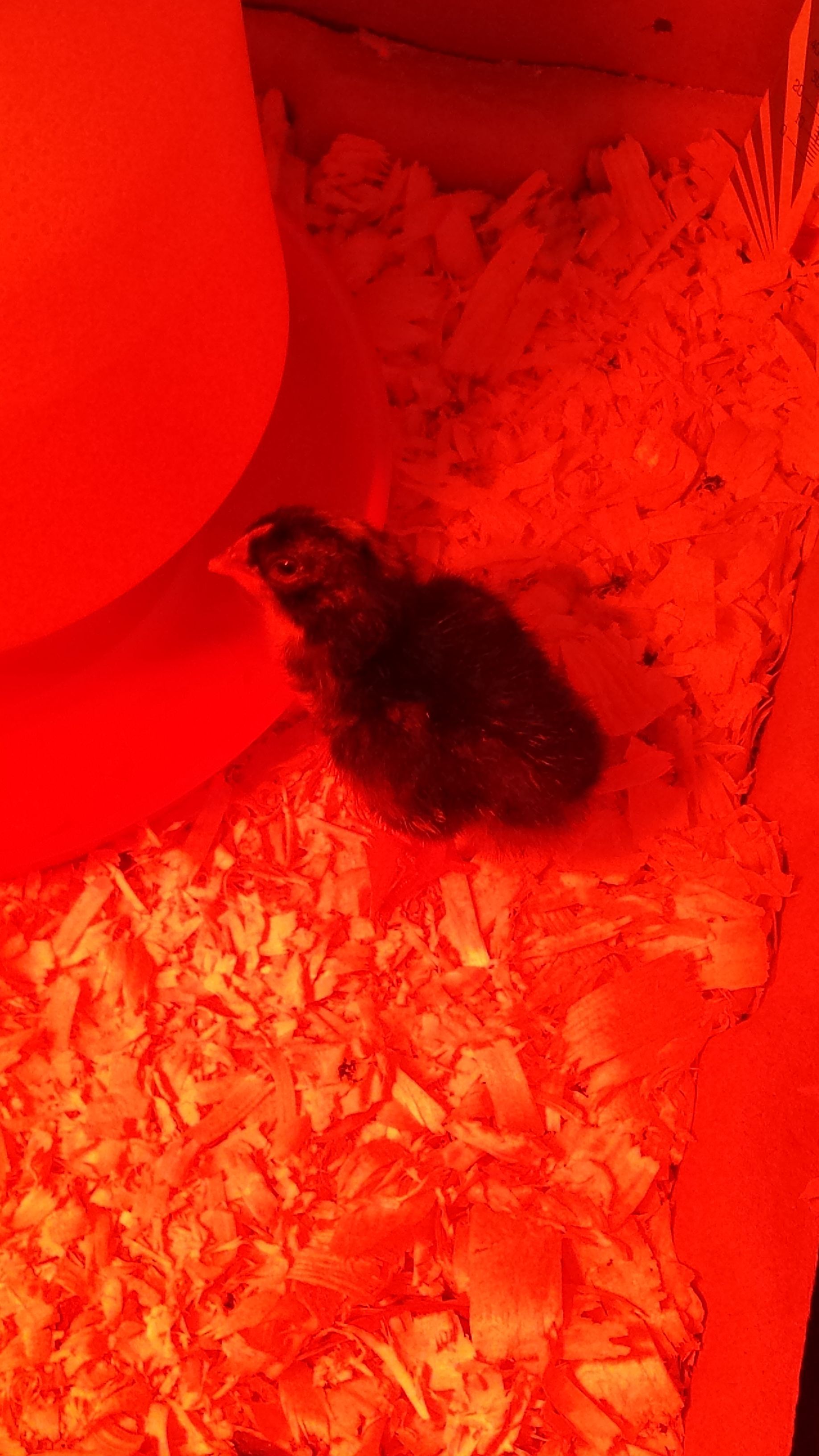 Meet Tinker :) She is our first successful hatch...so cute!