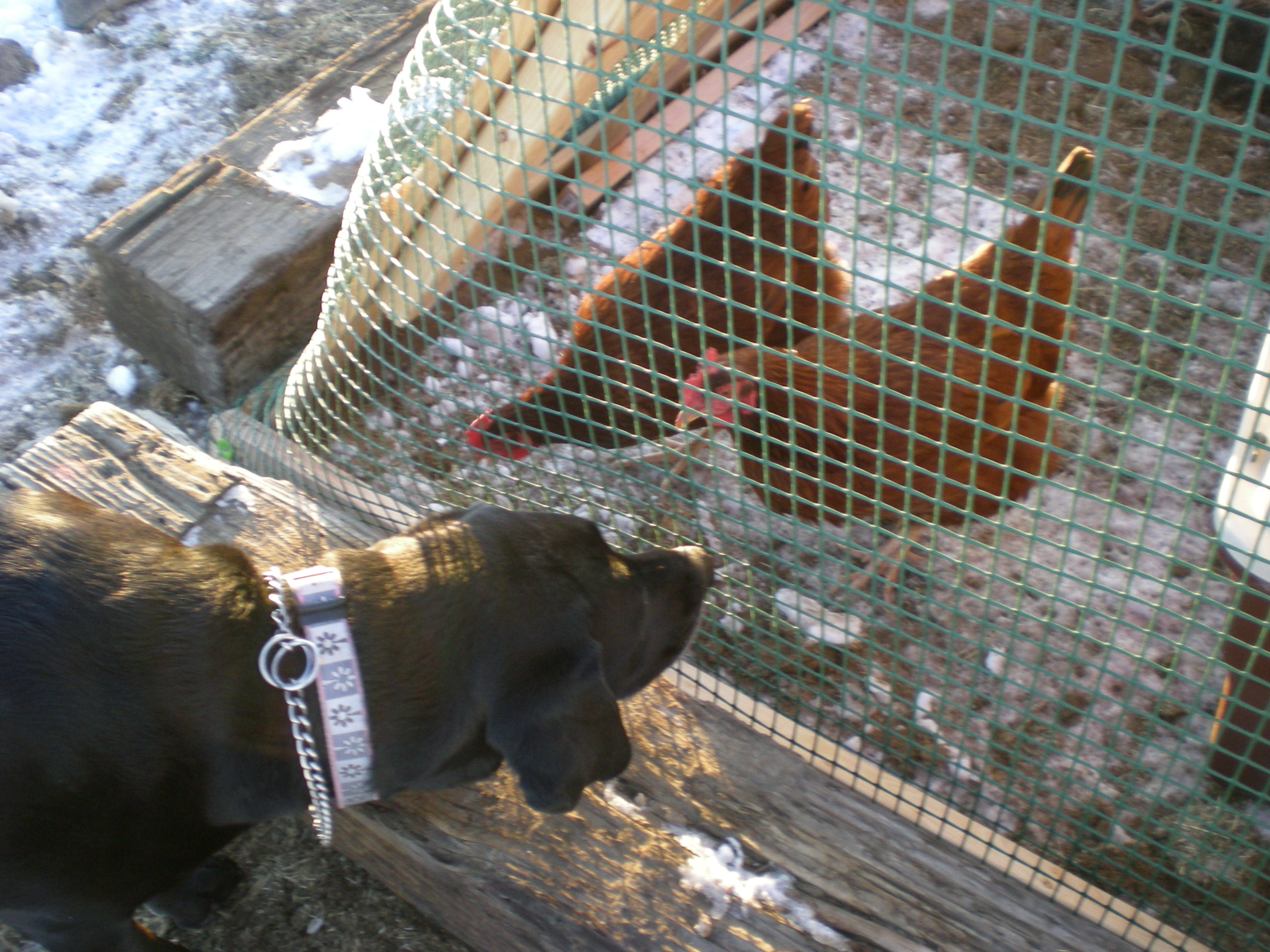 Meeting our dog Ebby