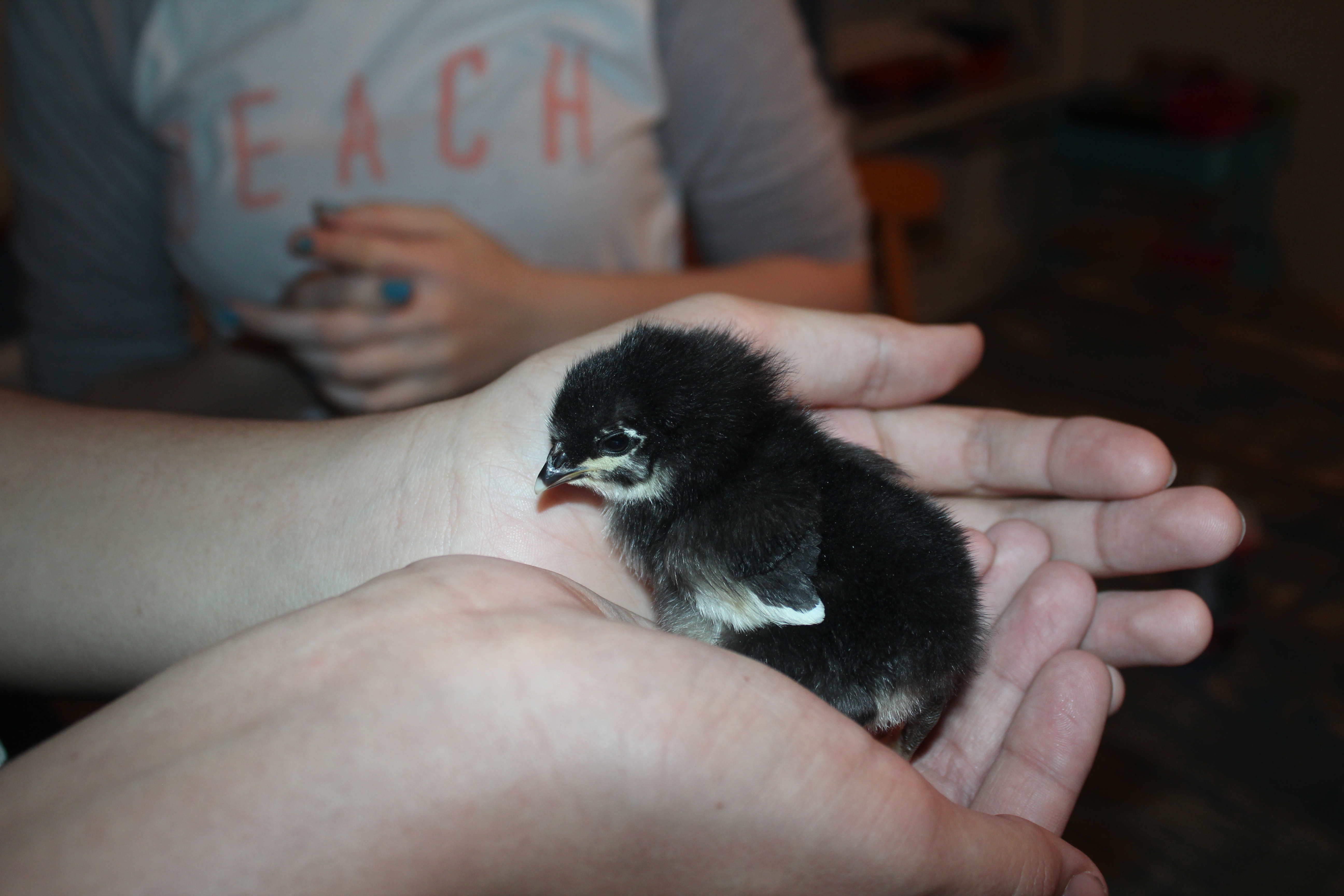 Meg - Black Australorp