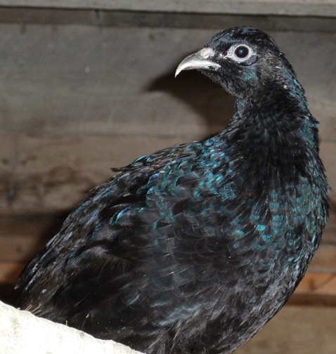 Melanistic Mutant pheasant hen