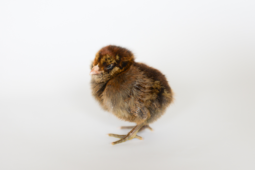 Melisha, Ameraucana