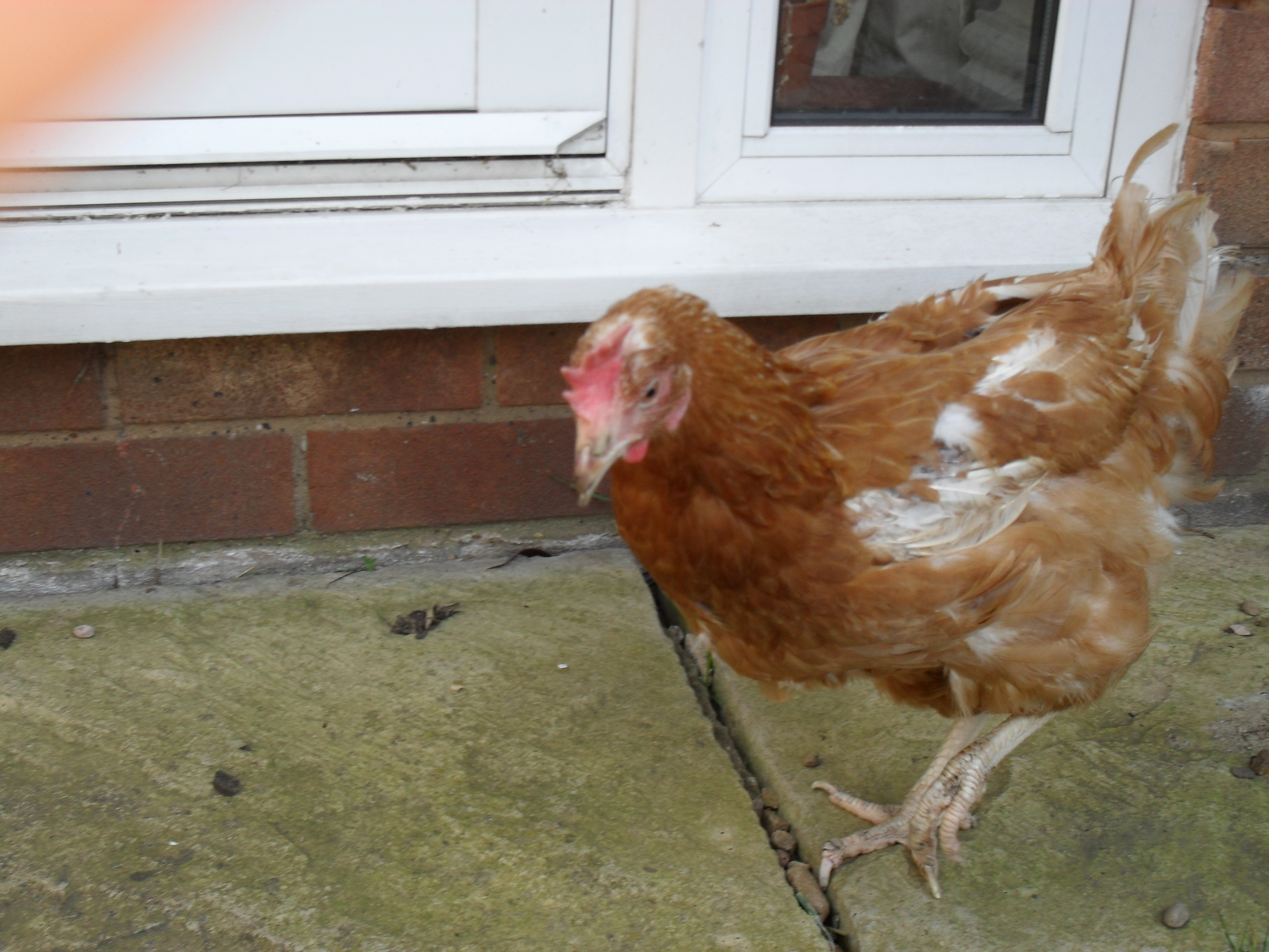 mellon and still hasnt got all her feathers