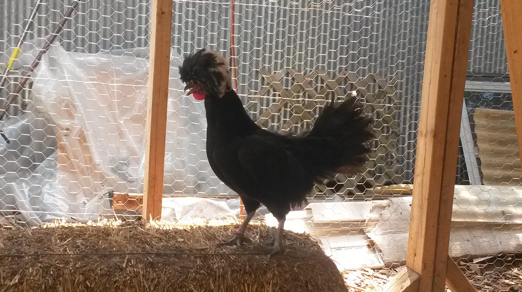 Mellow - White crested polish pullet hen