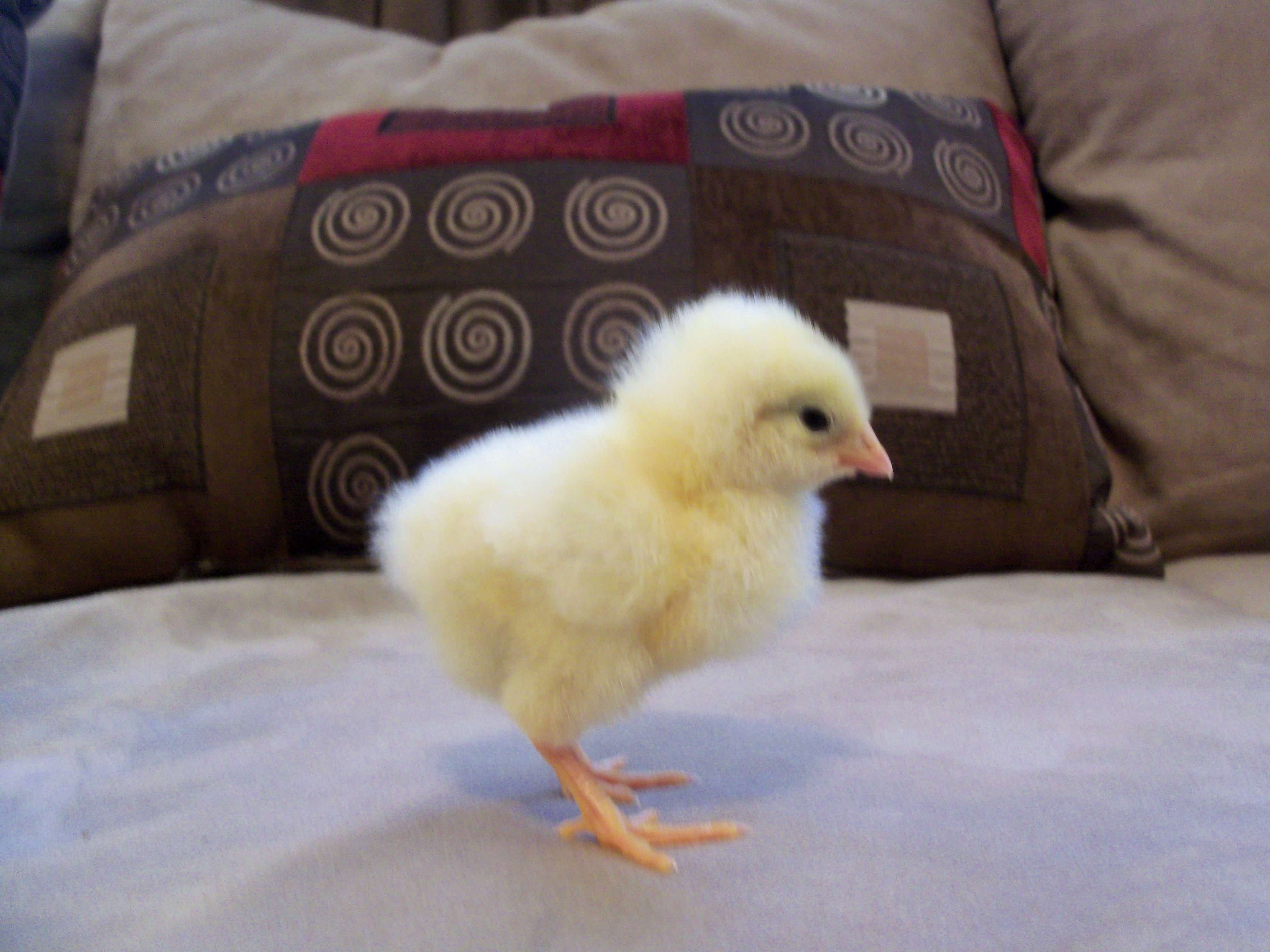 Mellow Yellow looks like she is going to be a Delaware