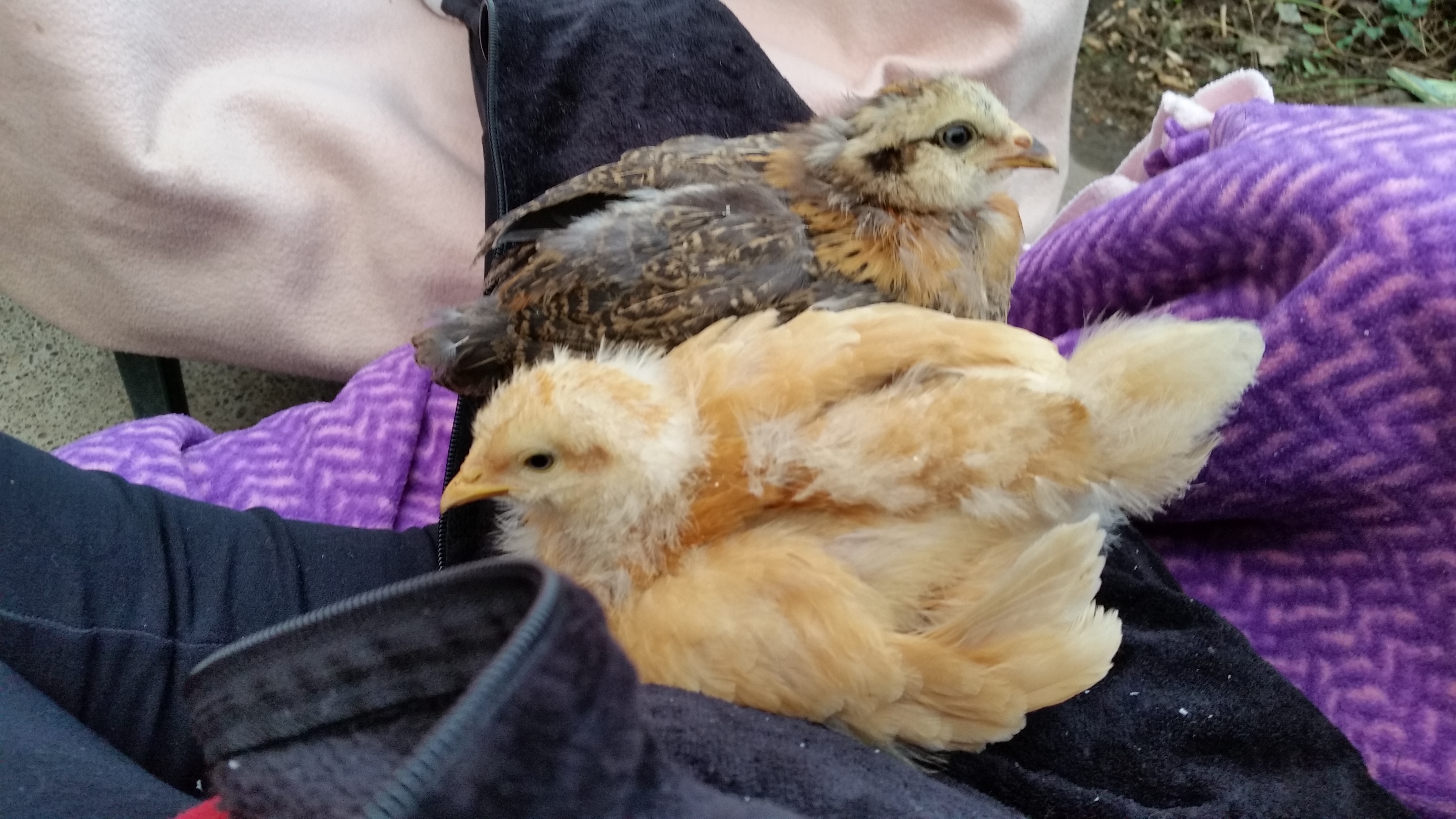Melody (ameraucana easter egger) and Harmony (Buff Orpington) Getting bigger everyday.