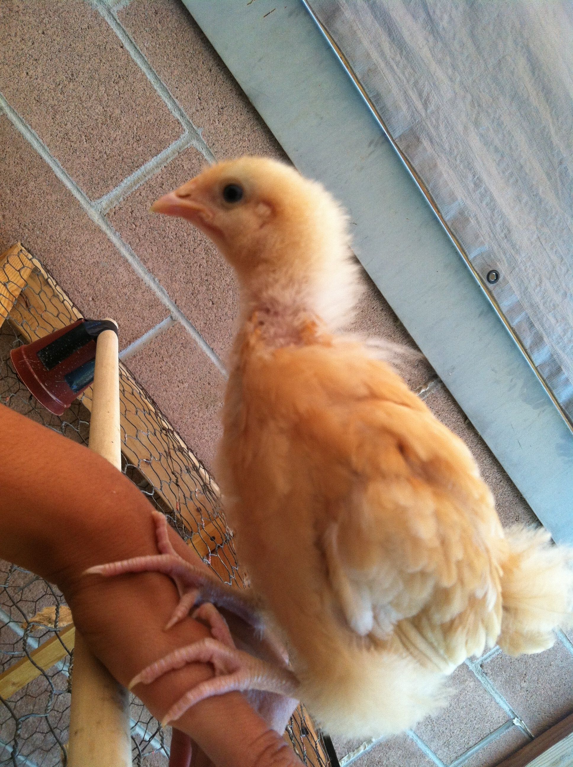 Melody - she loves to perch on my hand and sing melodies to me :)