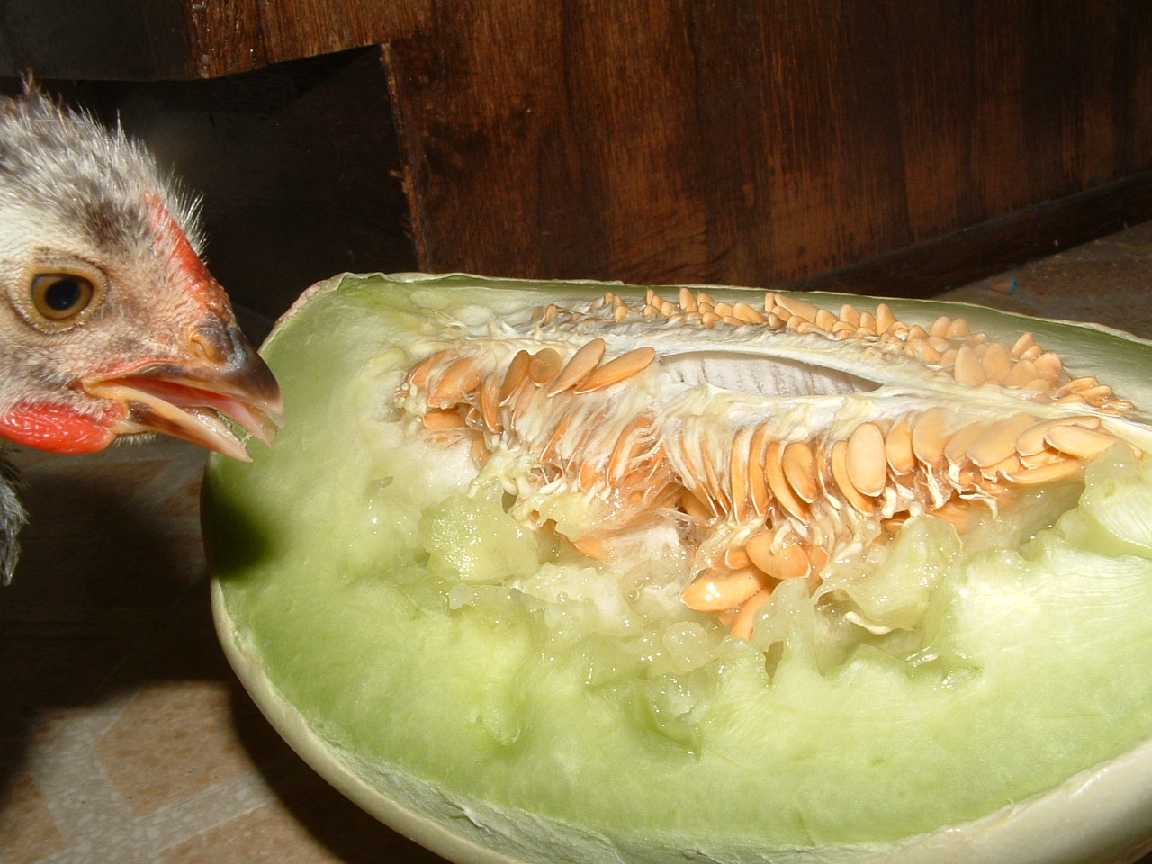melon!