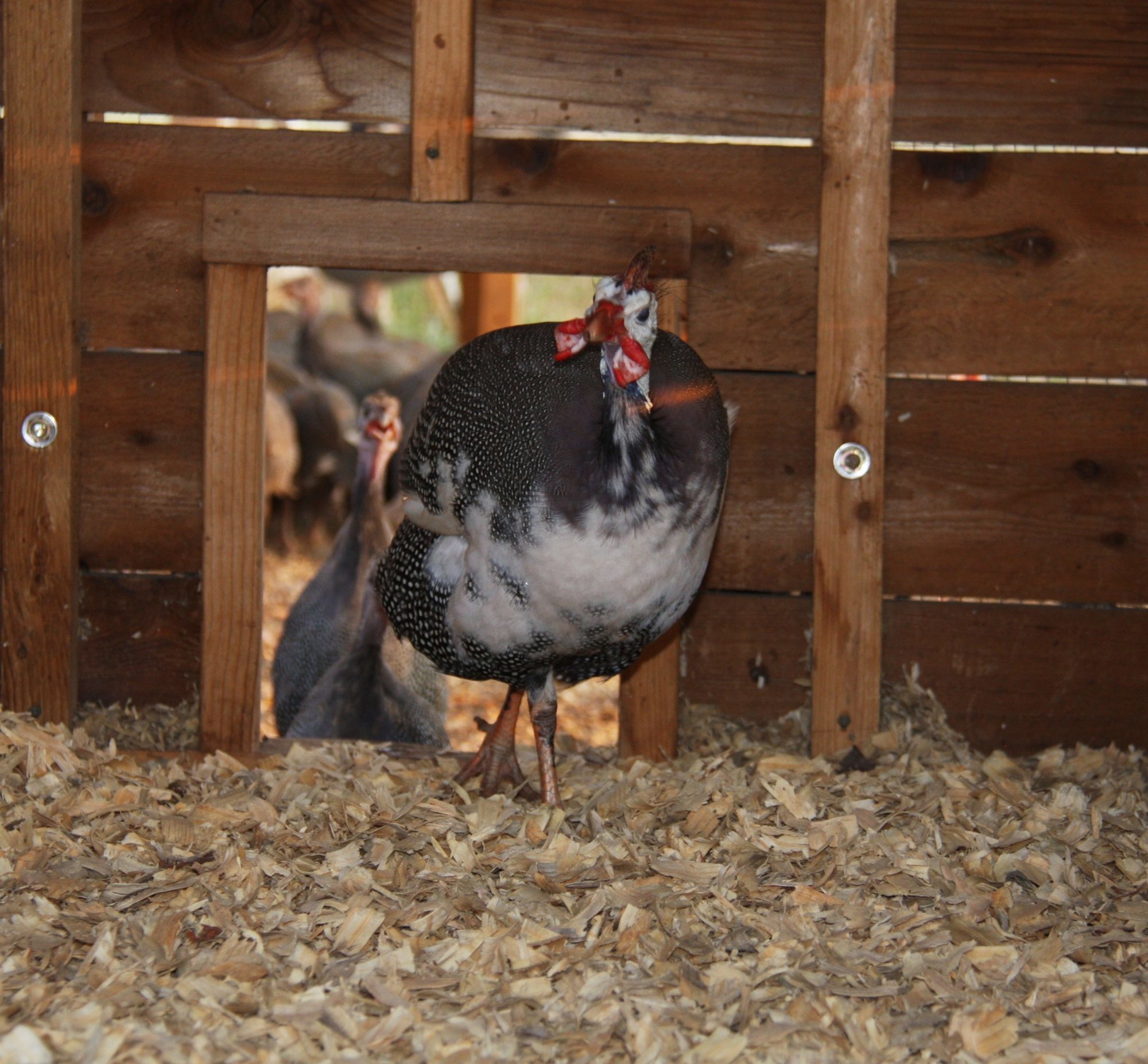 Melvin  - the "First" and unique. First to run to the cowbell.
