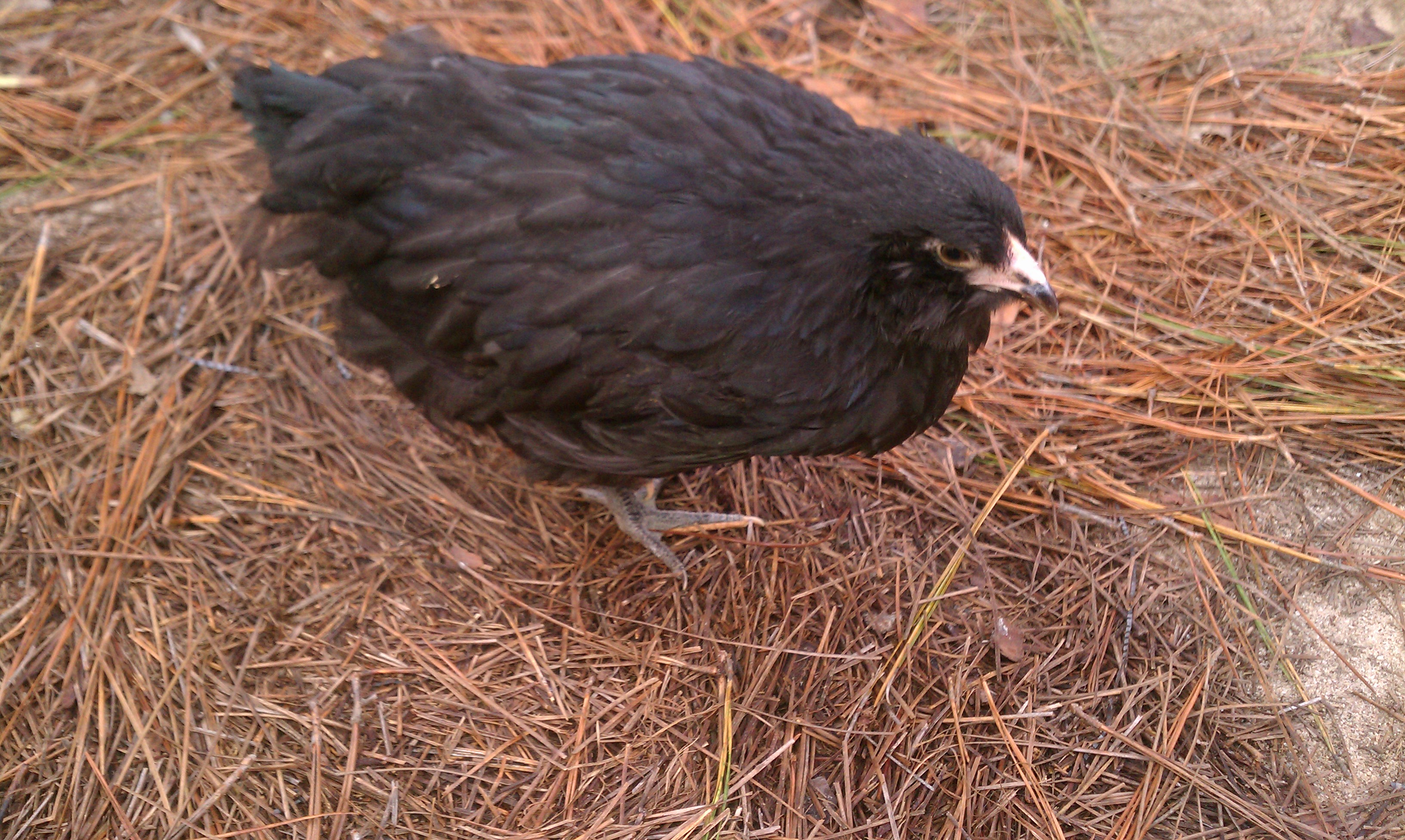 "Mercy":  Ameraucana Hen