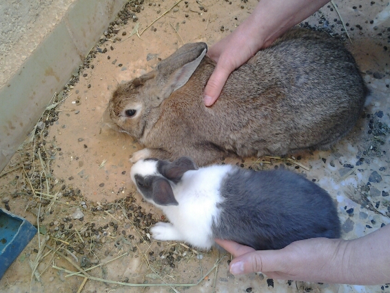 Mere chinchilla buck
Nymeria Dutch doe