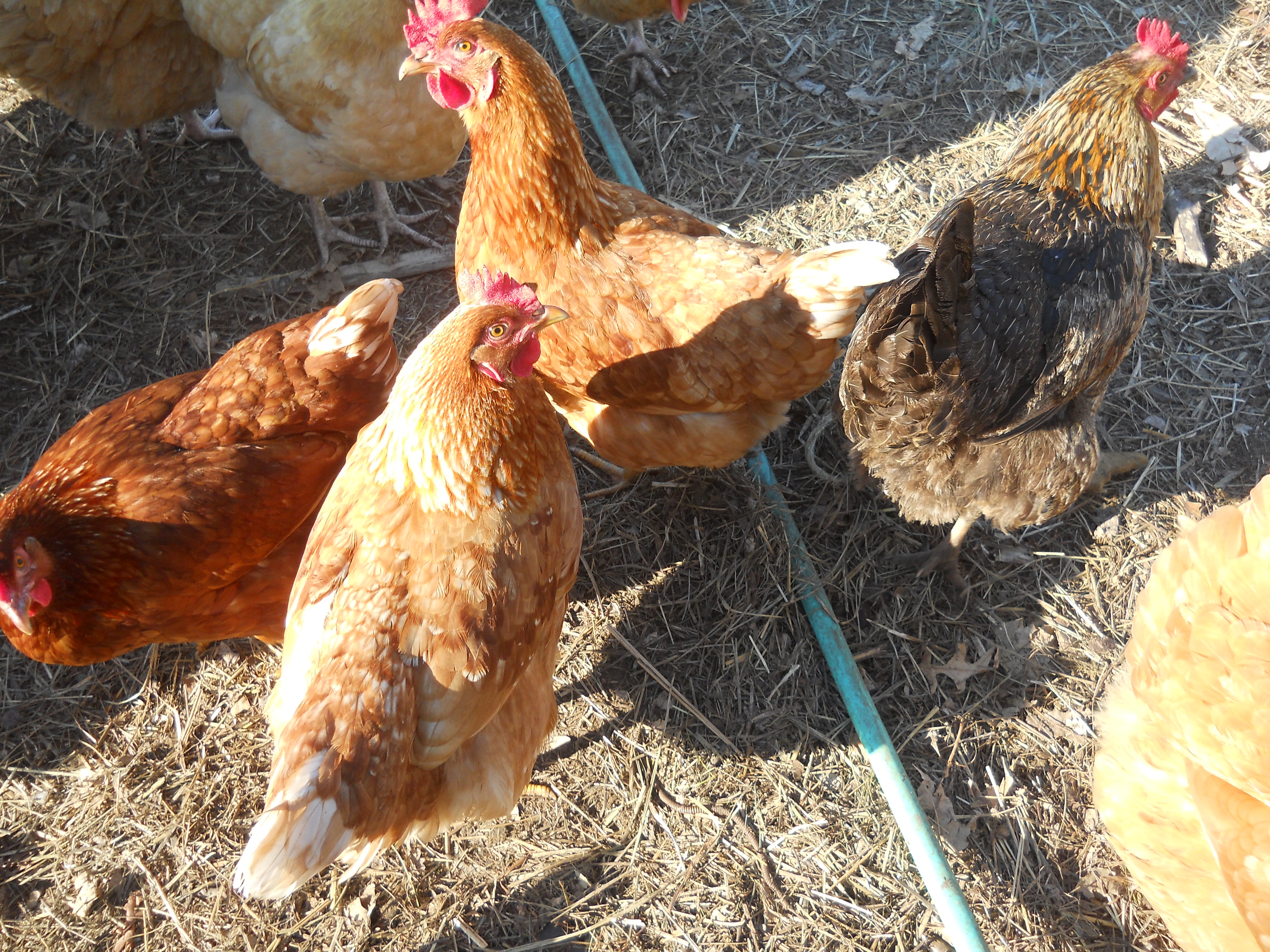 Meriaha (the darker one walking away) is another survivor of the predator attack, lays an ex lg brn egg almost every day and has a forever home here, she will be 2 come spring 2014. The two to her left are Cindy and Lucy 6 mth old Golden Comets