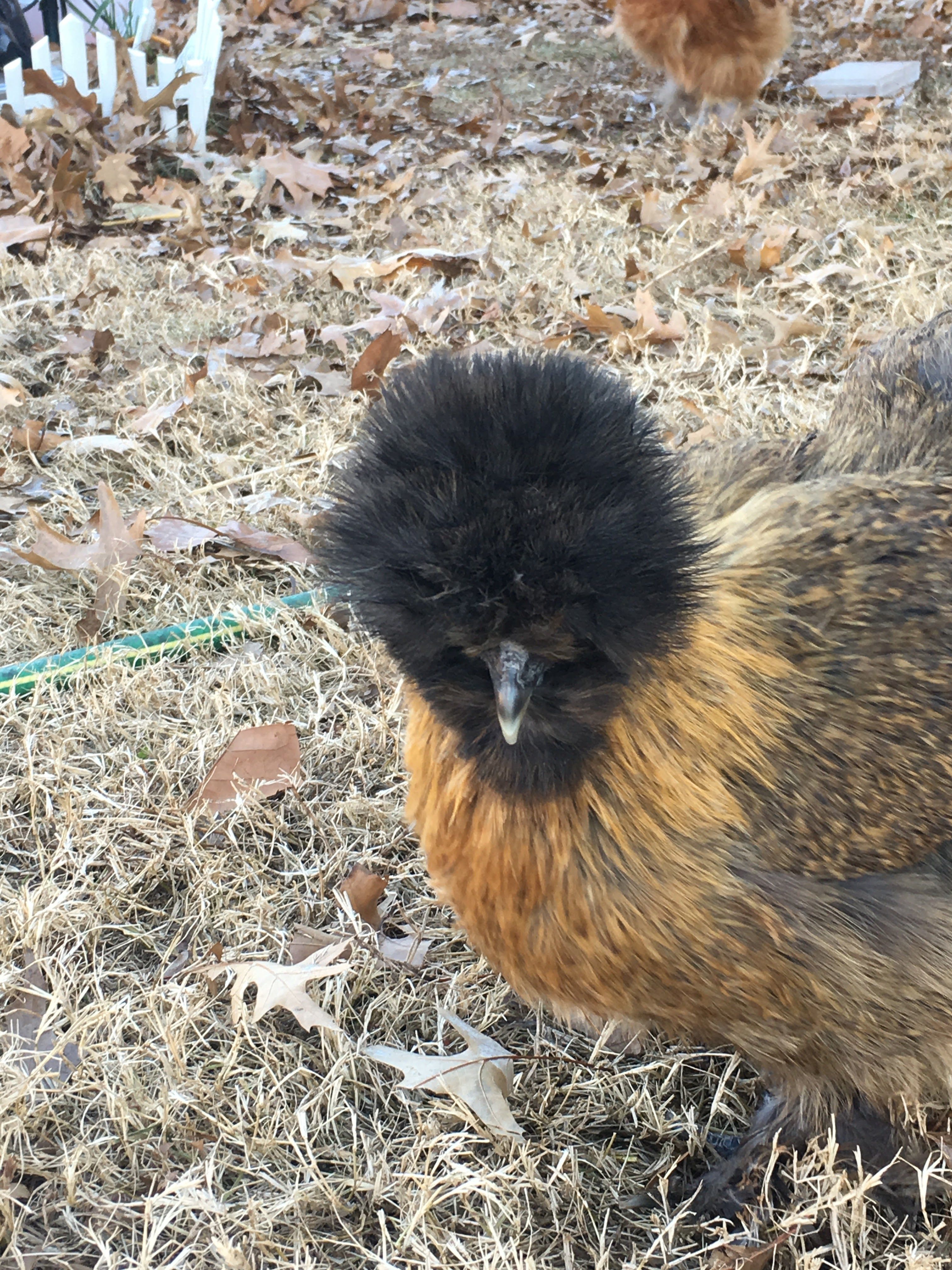 Merlin. She gets her fluffy crown trimmed twice a year so she can see where she's going.