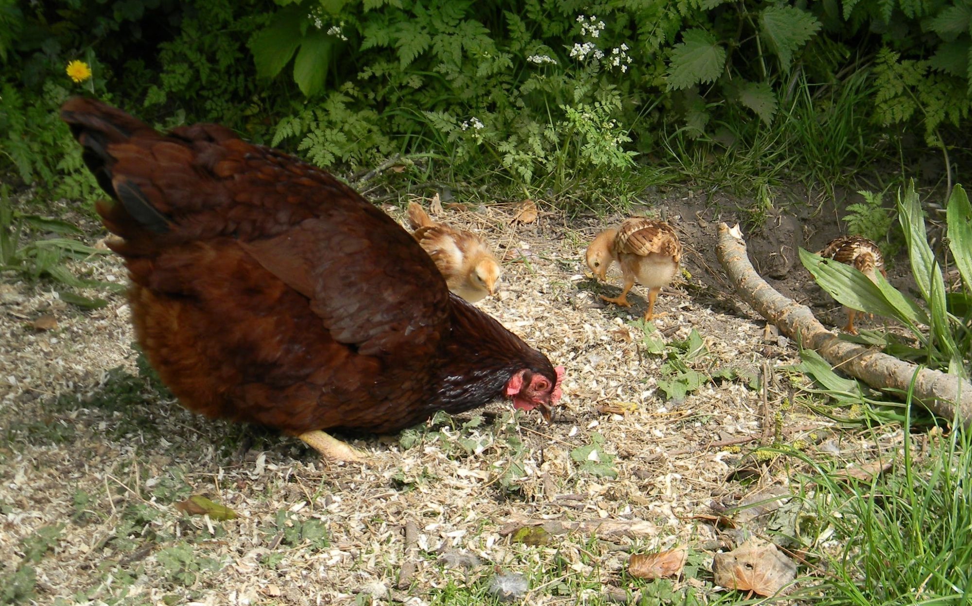 Merlot and her 3 chicks out and about!!