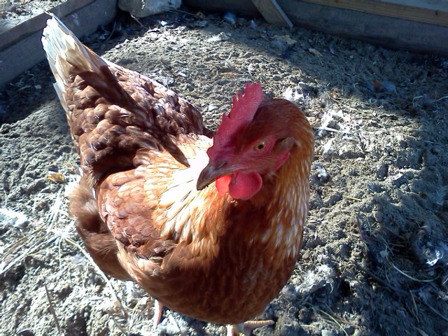 Mertle (Golden Commet)
