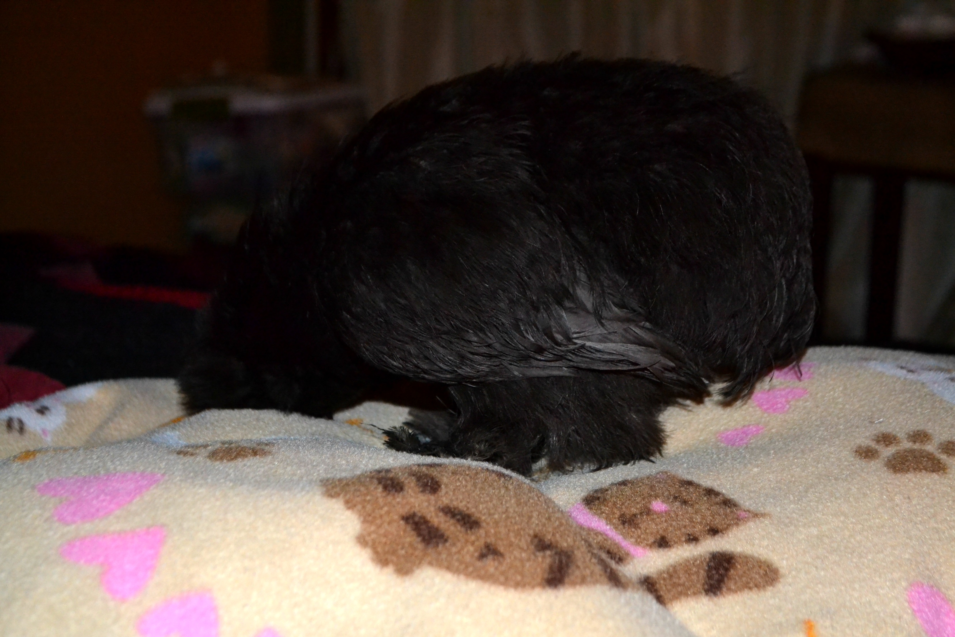 Metty fell asleep.