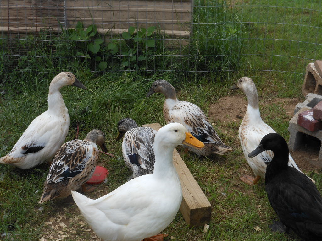 Metzer's ducks 2 months old