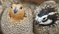 Mexican bobwhite quails
