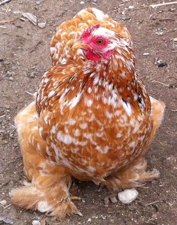 MFC pullet with good ground color, needs chevrons and better body type