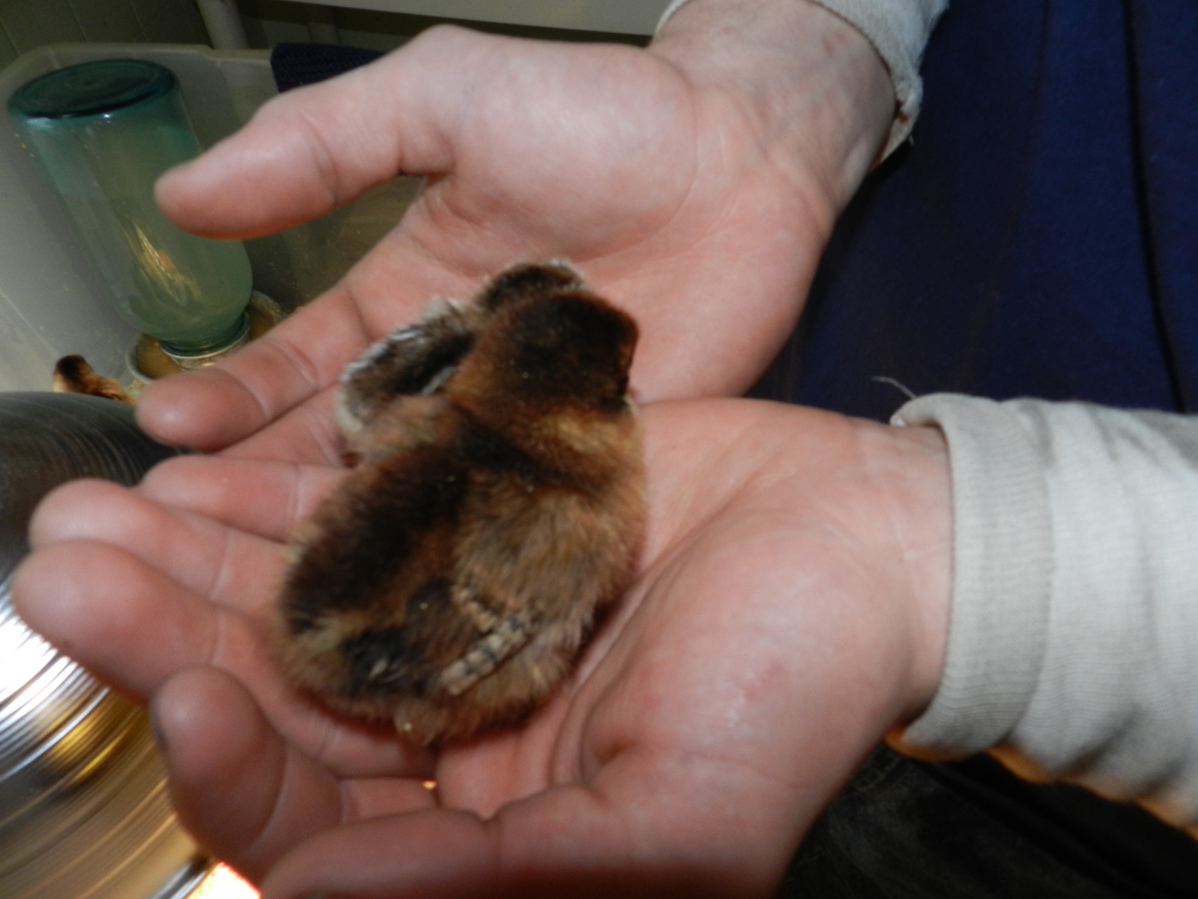 Michael holding Runt and Hoss in ths hands